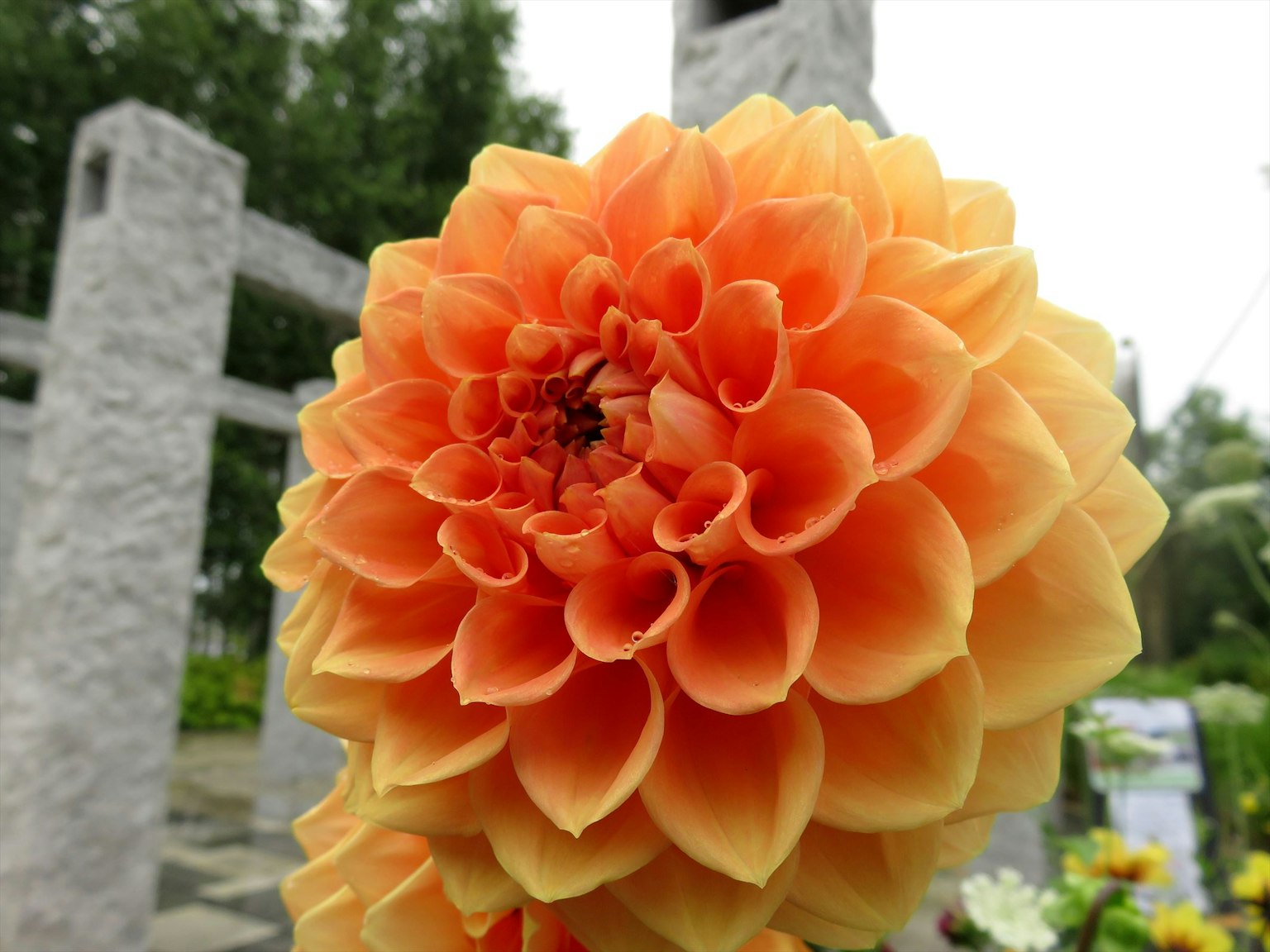 Primer plano de una flor de dalia naranja