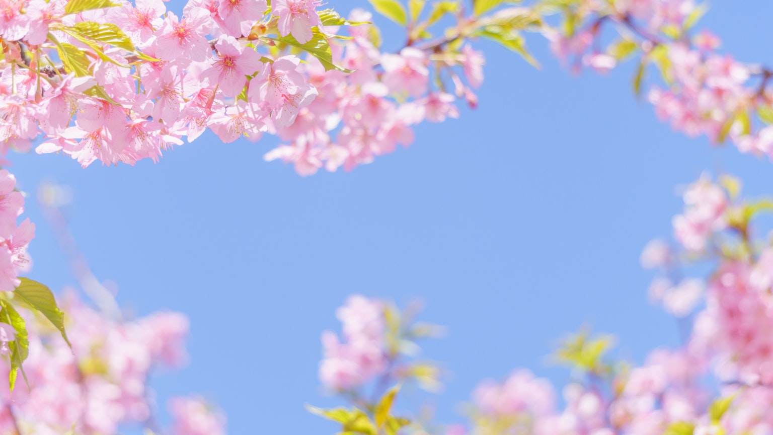 Fiori di ciliegio e foglie verdi contro un cielo blu