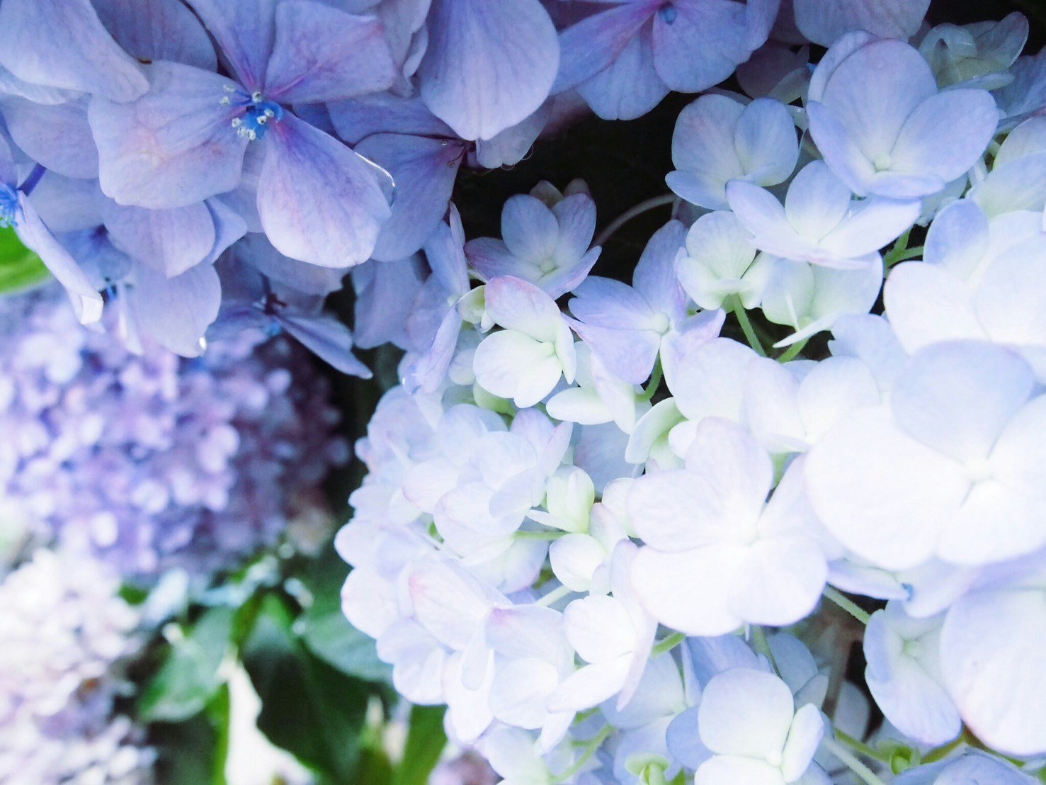 青いアジサイの花が密集したクローズアップ