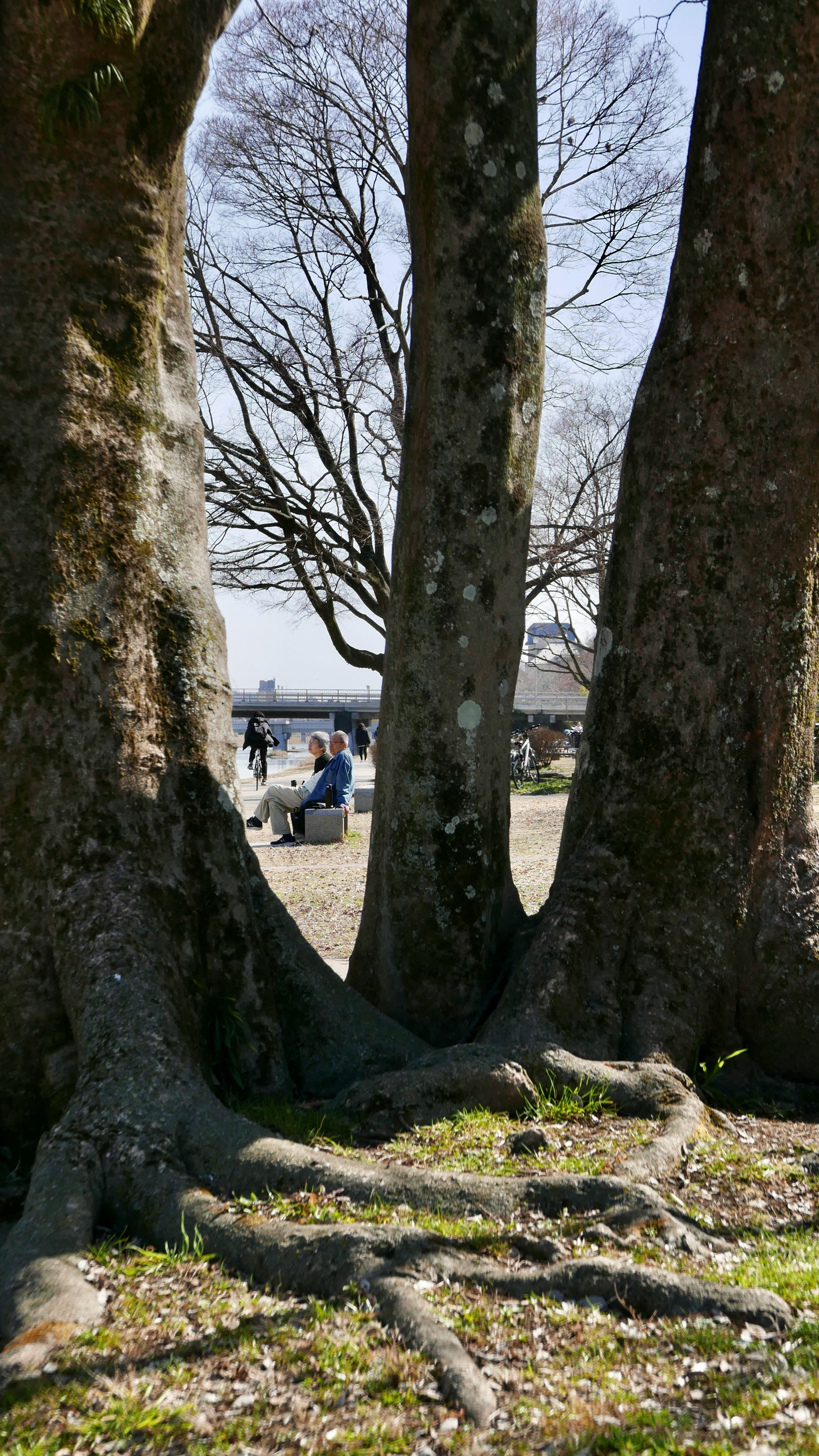 大きな木の幹の間から見える公園のベンチと人物