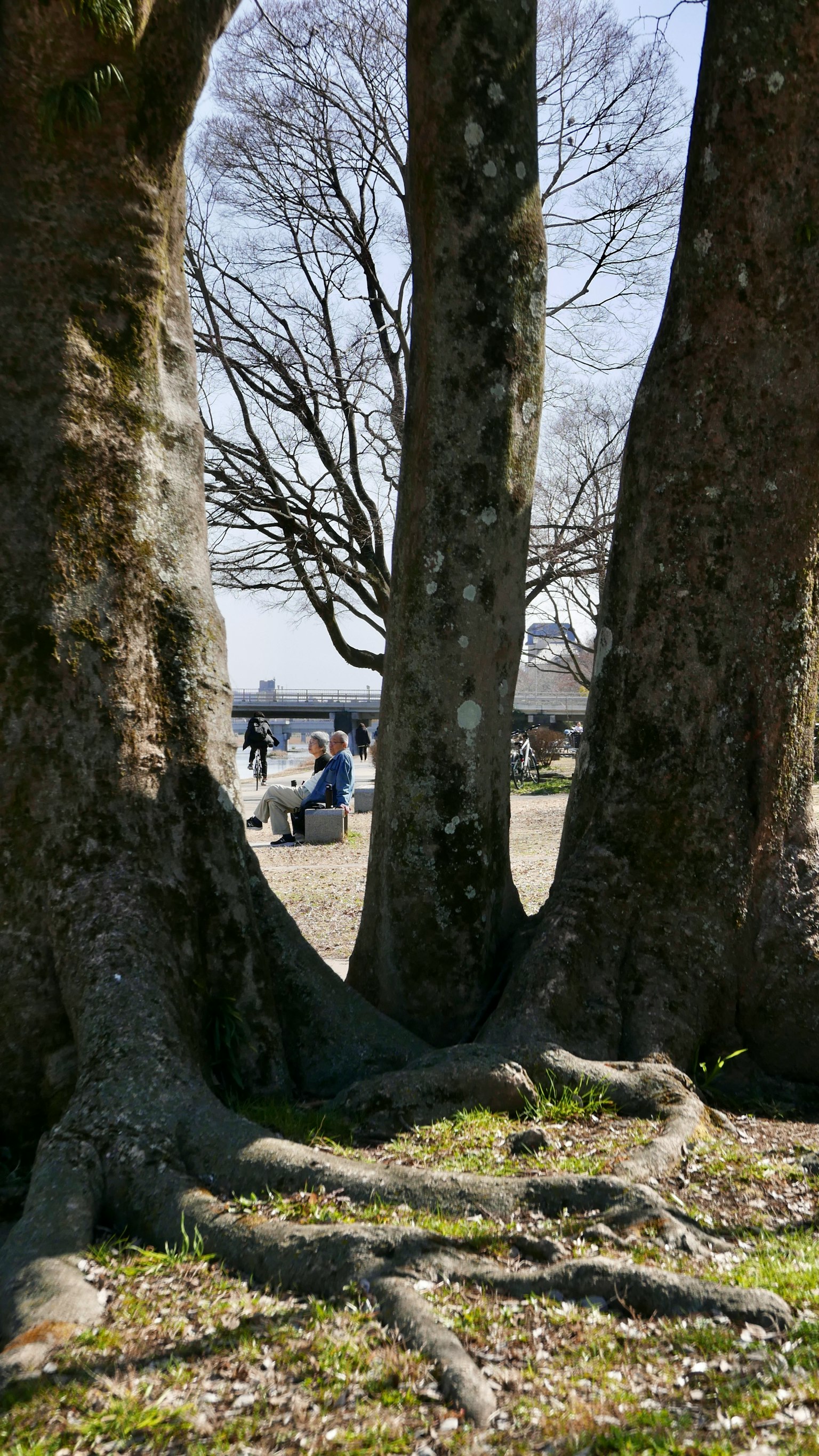 View through two large trees showcasing roots and grass