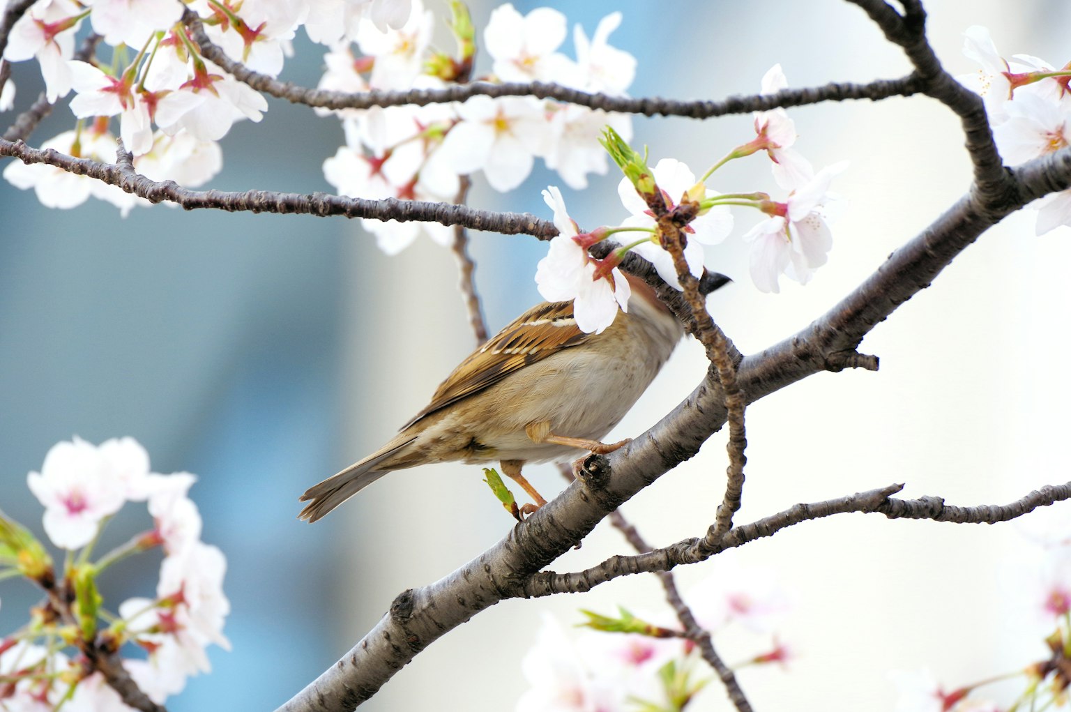 Un petit oiseau perché parmi des fleurs de cerisier