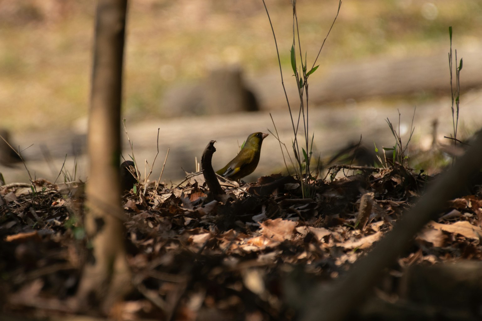 Un pequeño pájaro en el suelo entre hojas caídas y troncos de árboles