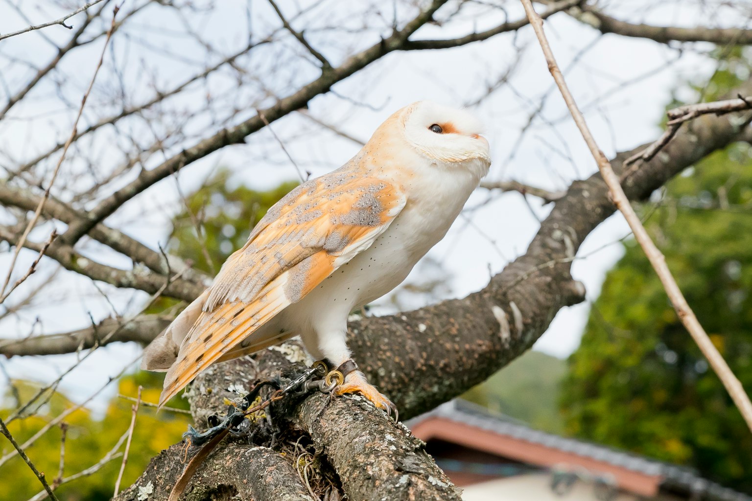 Hibou perché sur une branche d'arbre