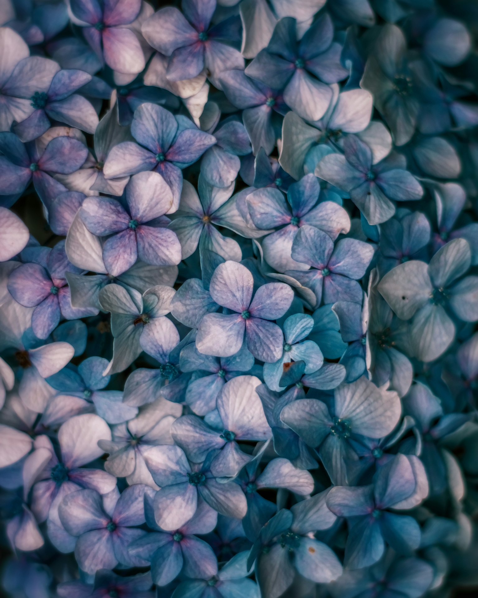 Hermosos pétalos de hortensia en tonos de azul y púrpura