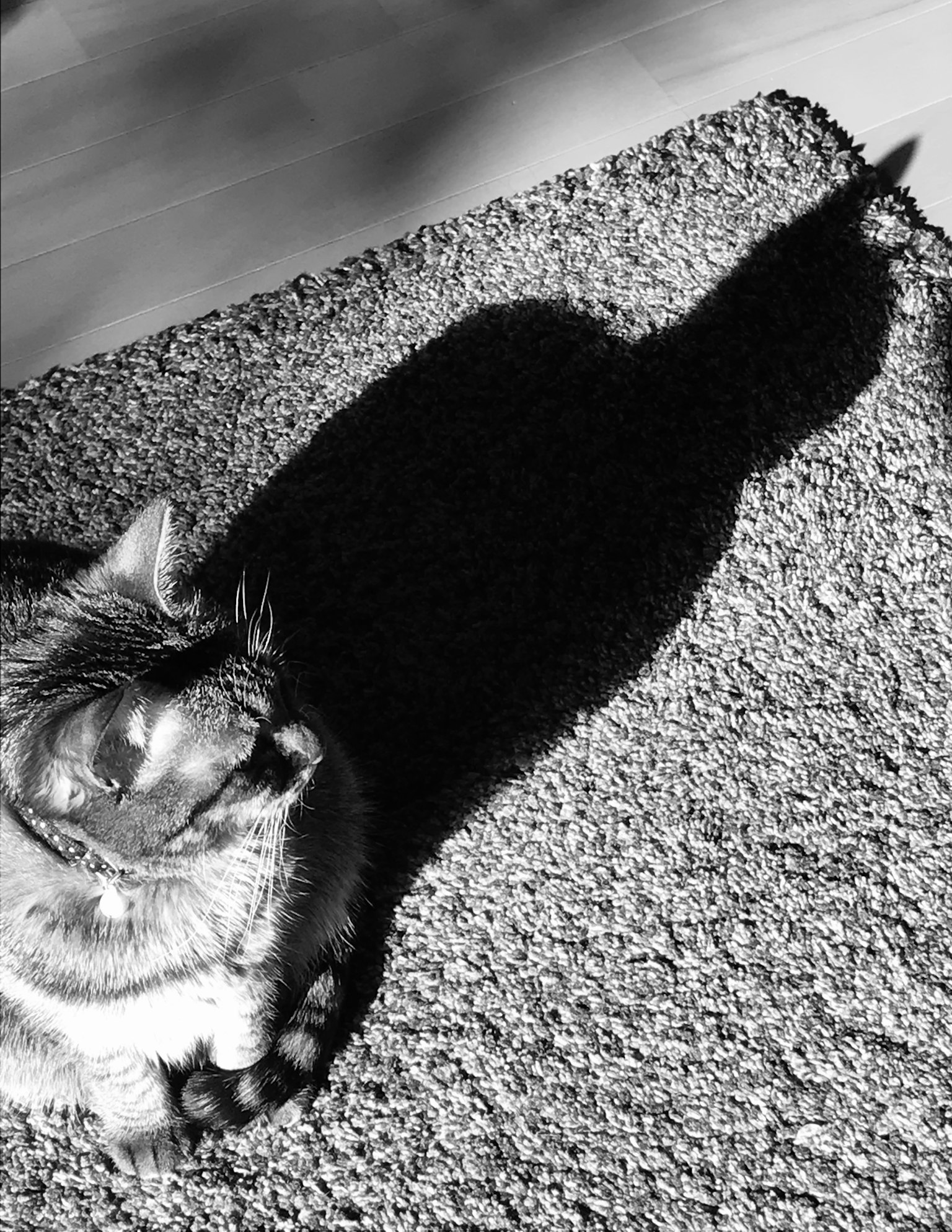Gato blanco y negro sentado en una alfombra con sombra