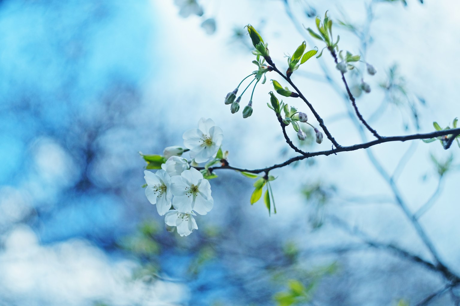 Fiori di ciliegio e foglie verdi fresche contro un cielo blu