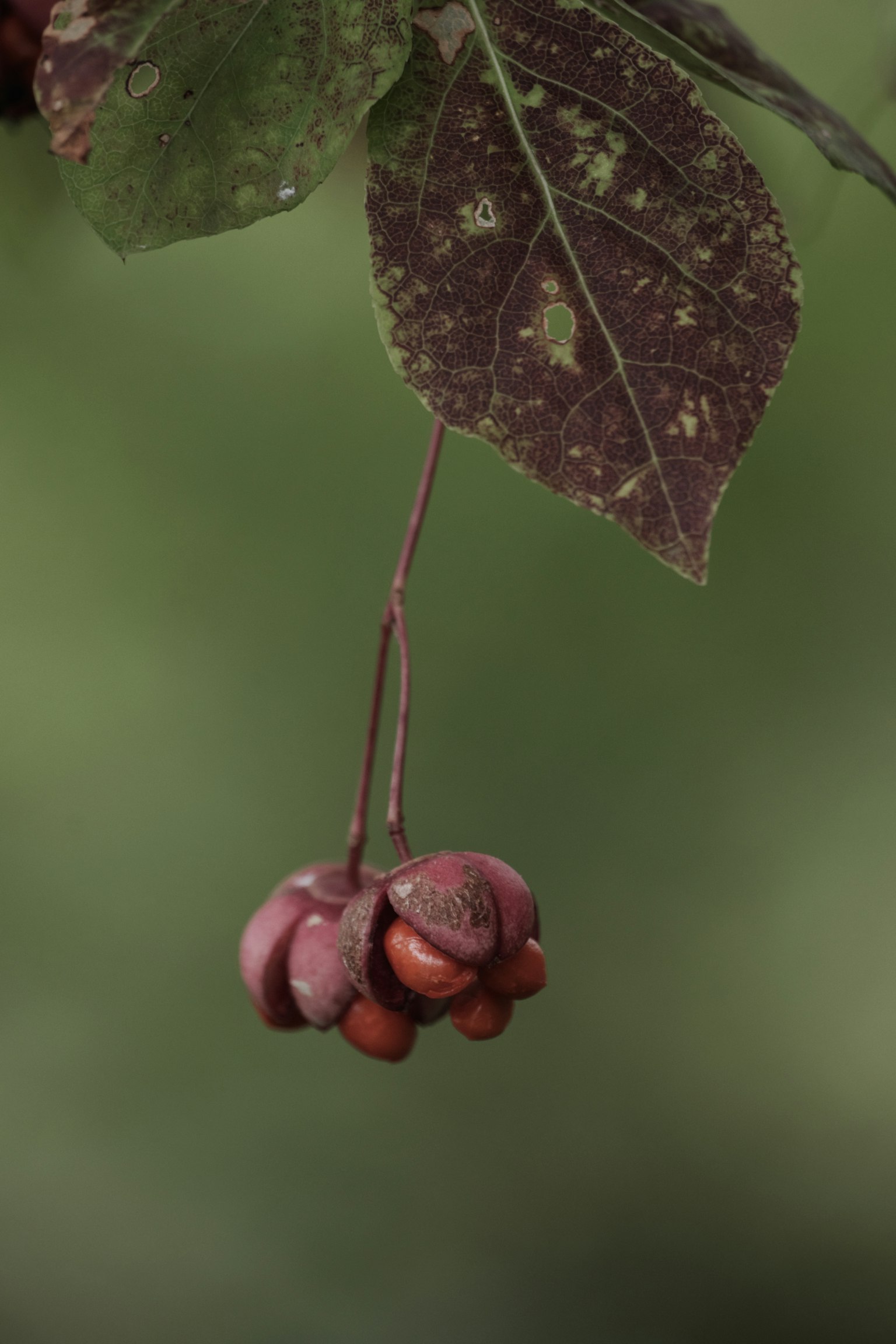Buah coklat-merah menggantung dengan daun hijau di latar belakang