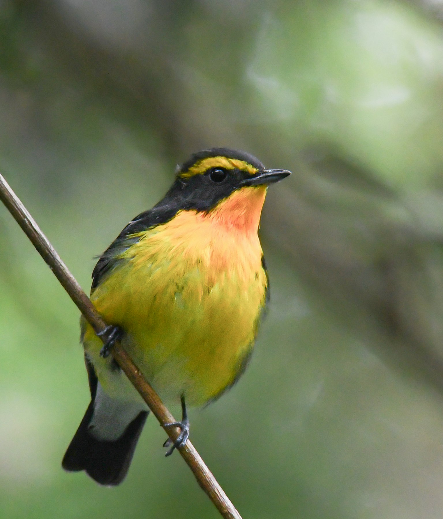 一隻羽毛鮮豔的黃色和橙色的小鳥栖息在樹枝上