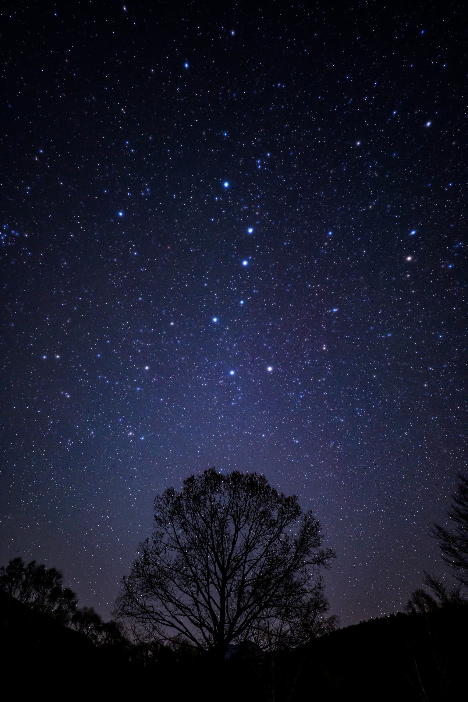 Cielo notturno pieno di stelle e silhouette di un albero