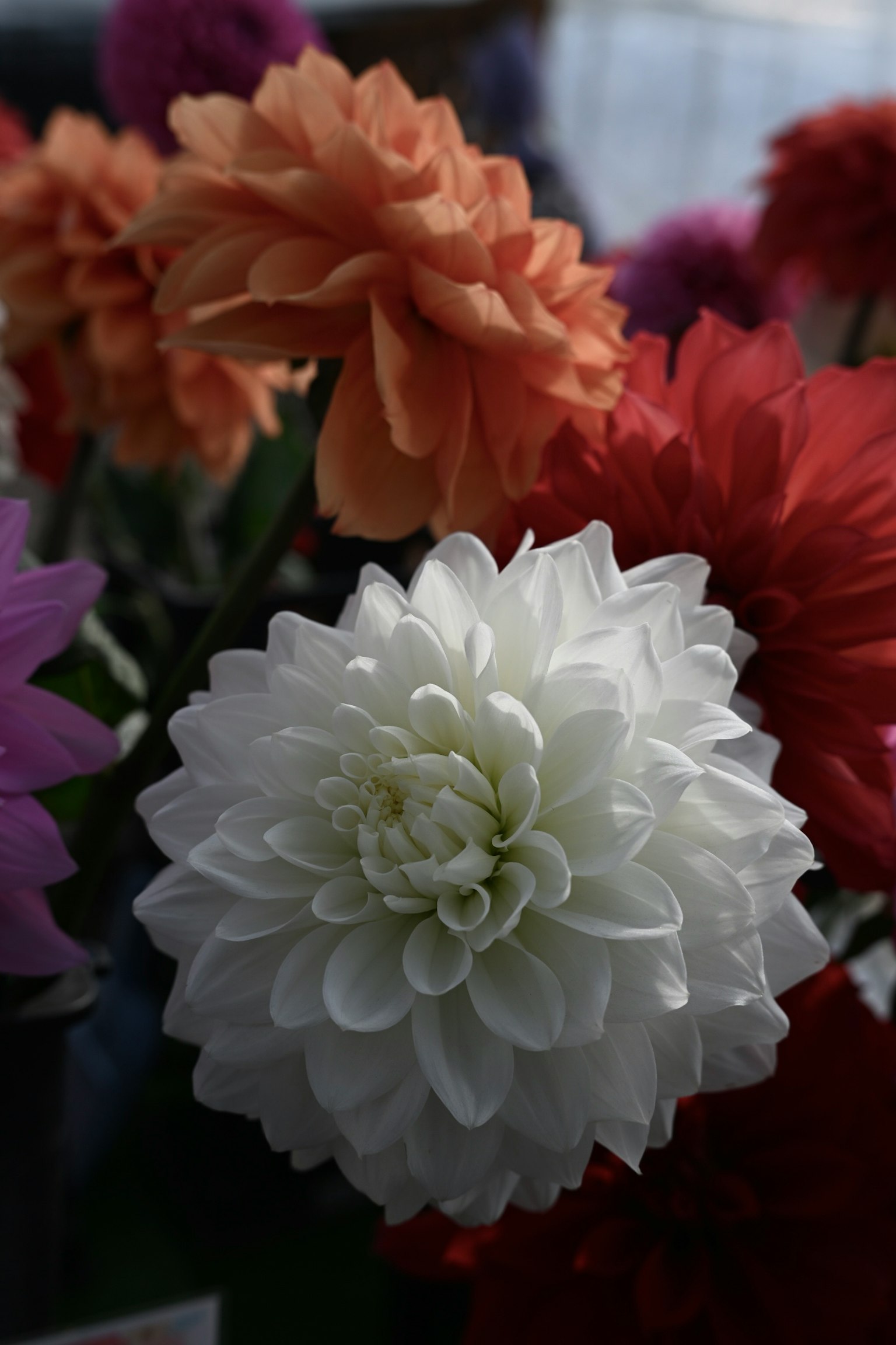 白いダリアの花とオレンジ色の花が並ぶ美しい花束