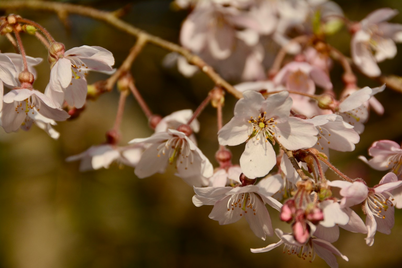 Gros plan de fleurs de cerisier sur une branche
