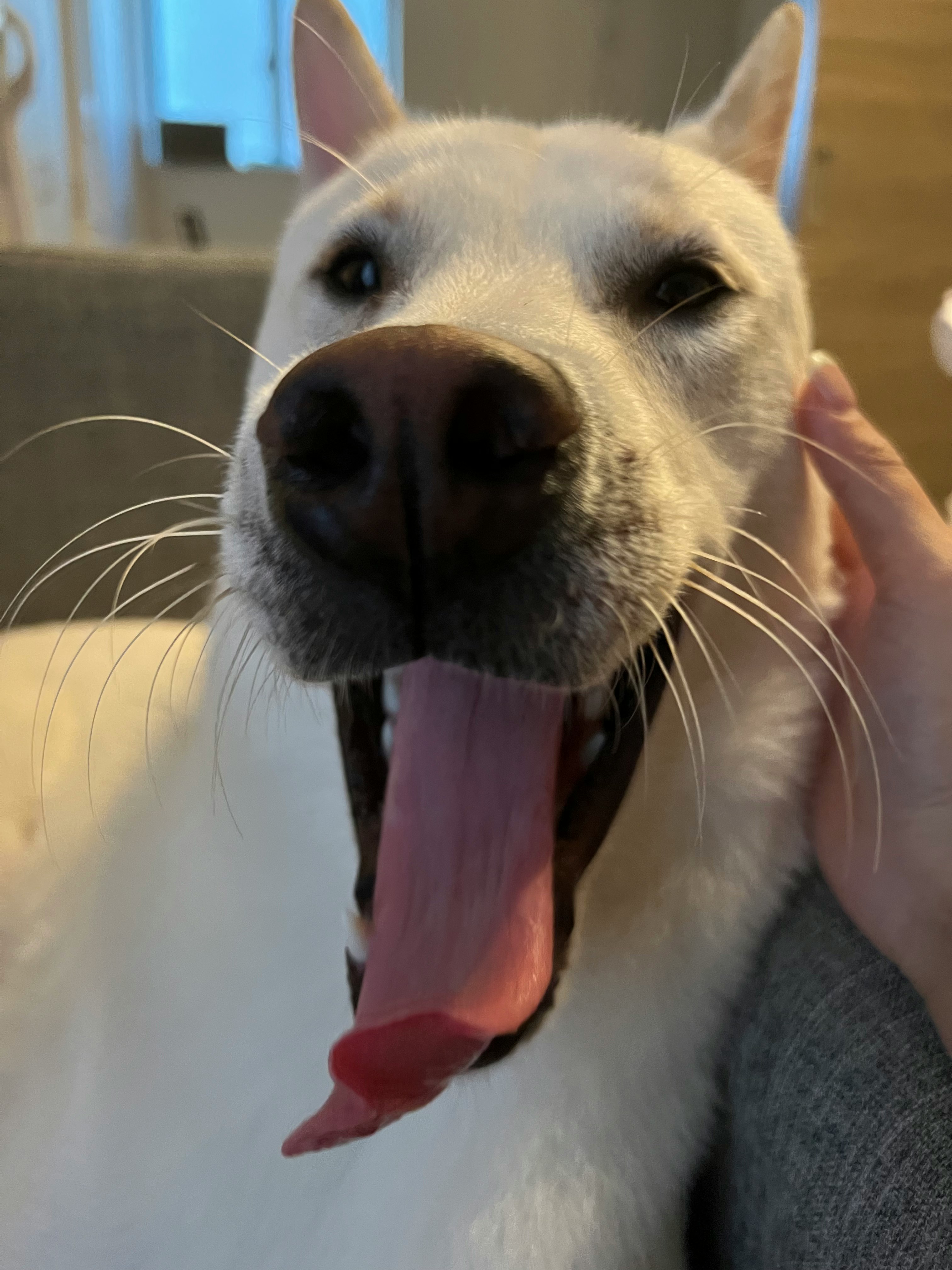 weißer Hund gähnt auf dem Sofa