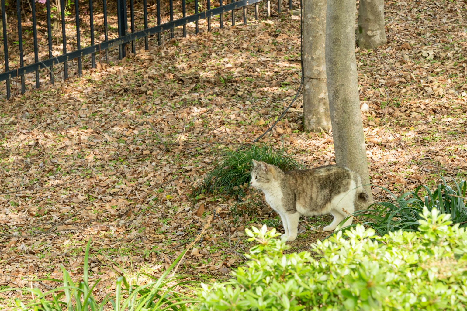 Eine Katze, die in einem Park in der Nähe eines Baumes geht