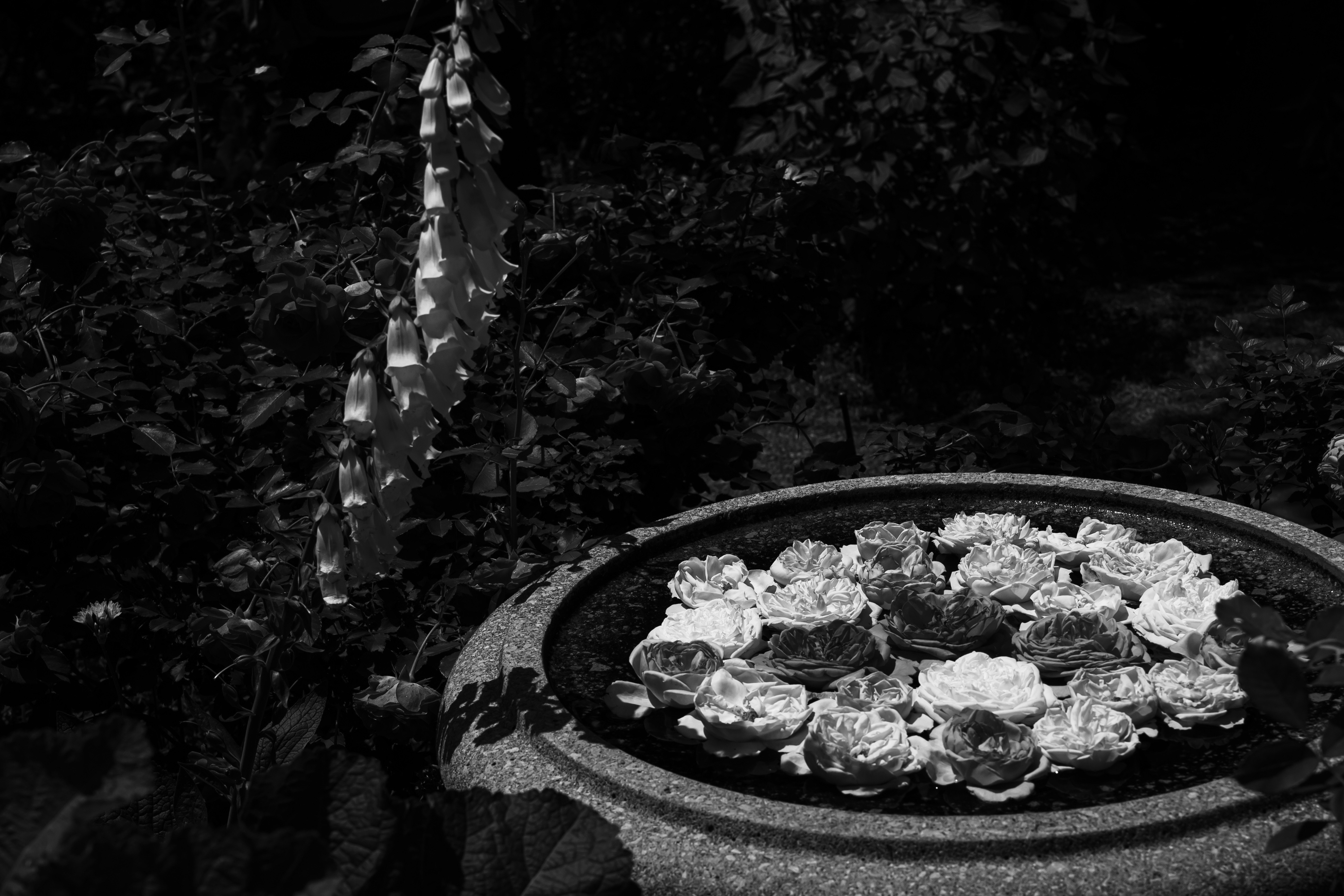 港口遠景山丘公園「玫瑰與瀑布花園」中水瓶裡的玫瑰，以黑白呈現的花壇