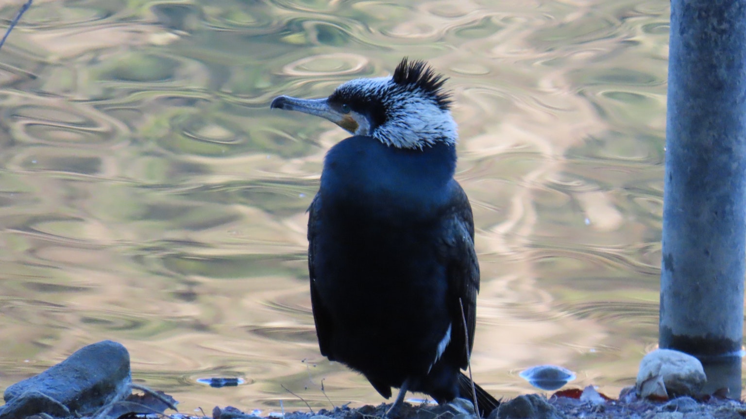 Cormorán de pie junto al agua con plumas negras distintivas y cabeza blanca