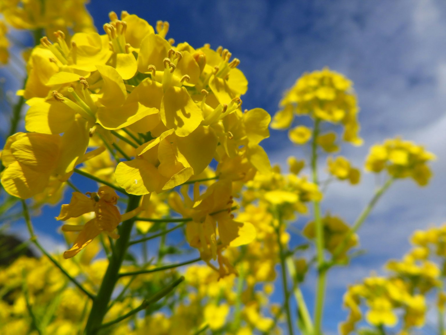 Helle gelbe Rapsblüten blühen unter einem blauen Himmel