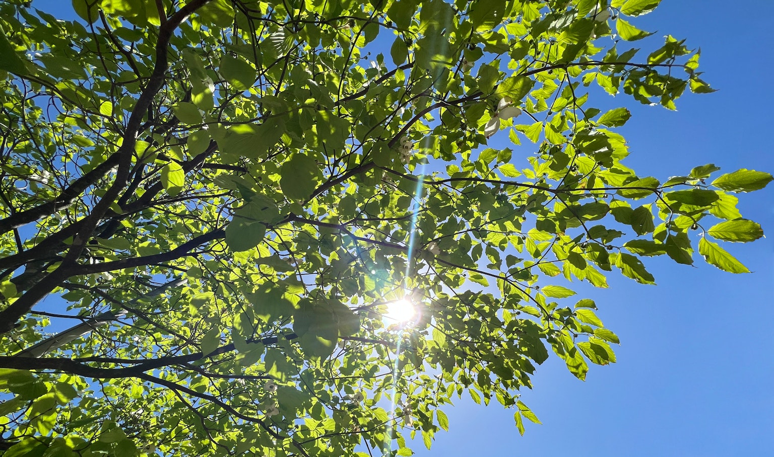 Luce del sole che filtra attraverso foglie verdi contro un cielo blu