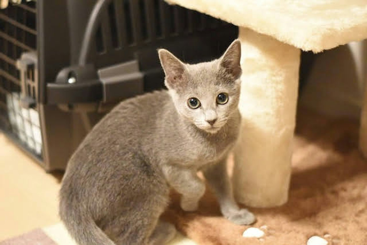 灰色小猫坐在运输箱旁边
