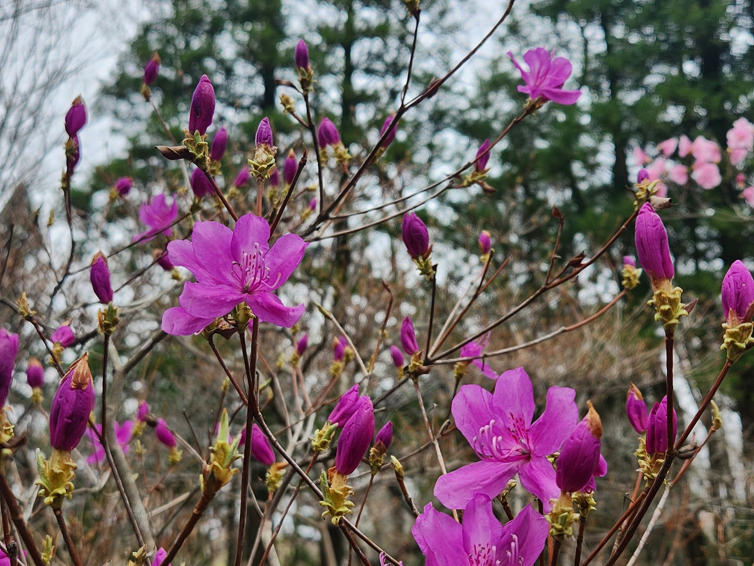 Vibrant purple flowers and buds in a natural setting