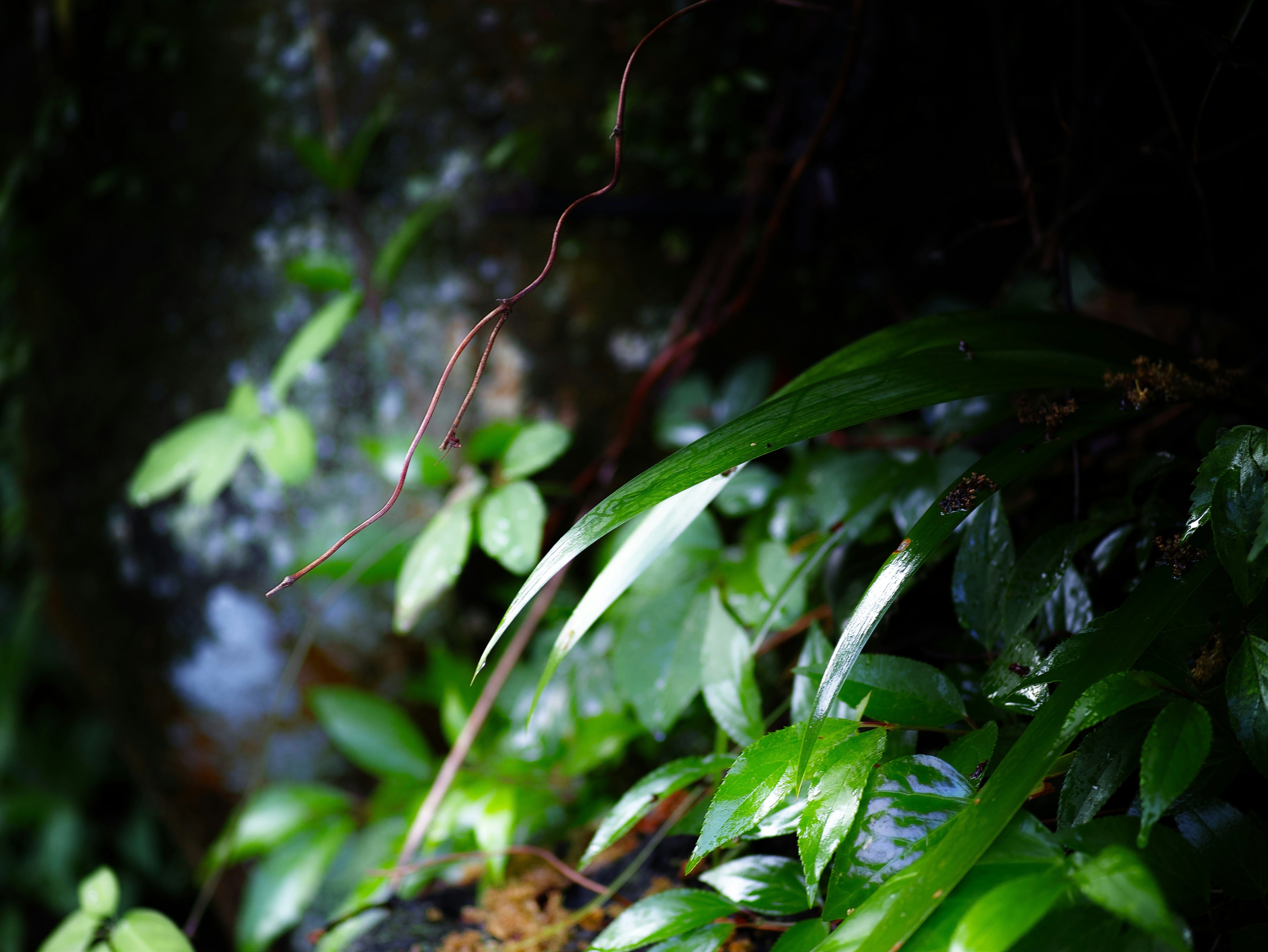 木陰の葉に差し込む自然光の植物
