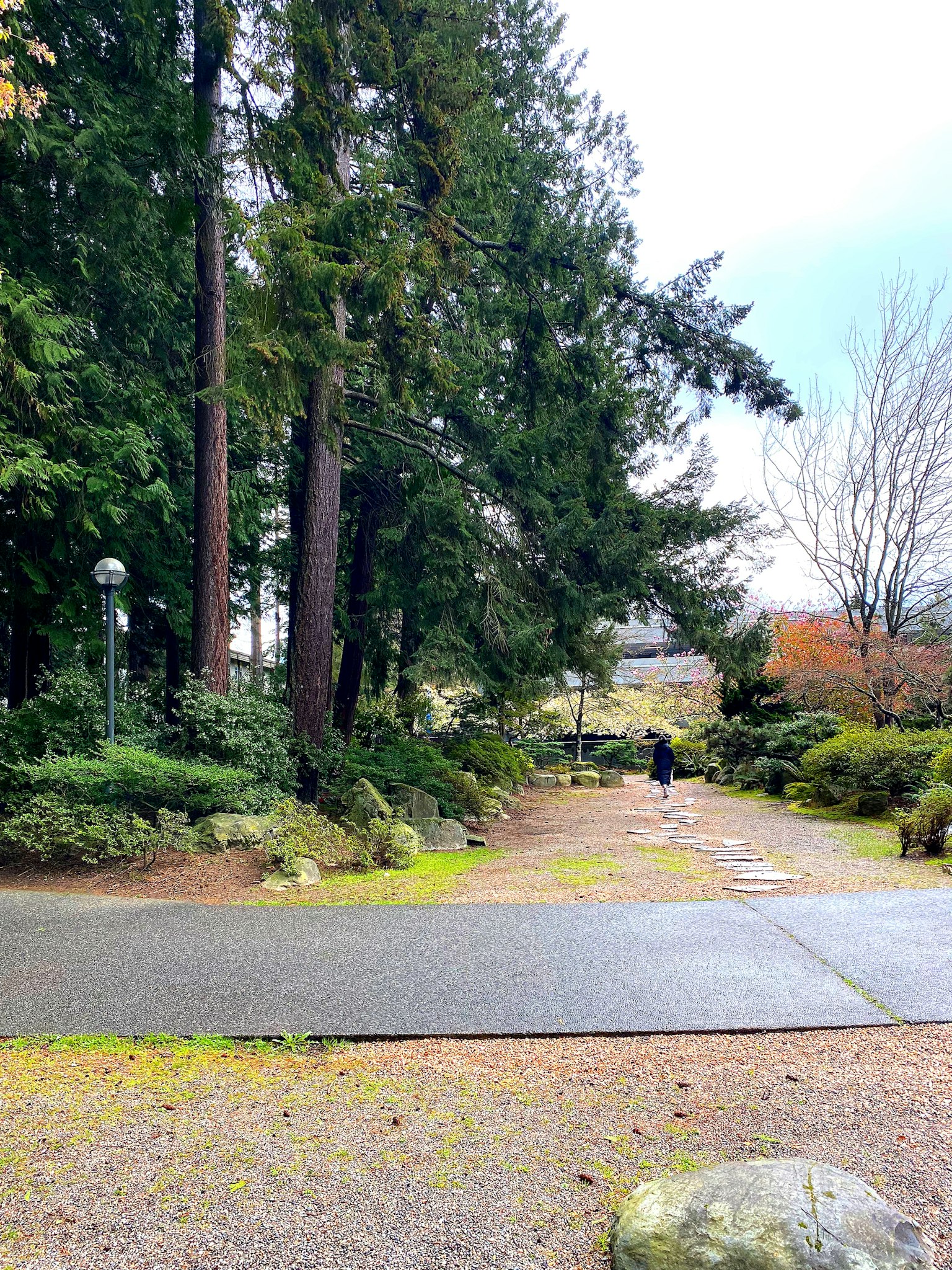 一個人在郁郁蔥蔥的公園小路上散步