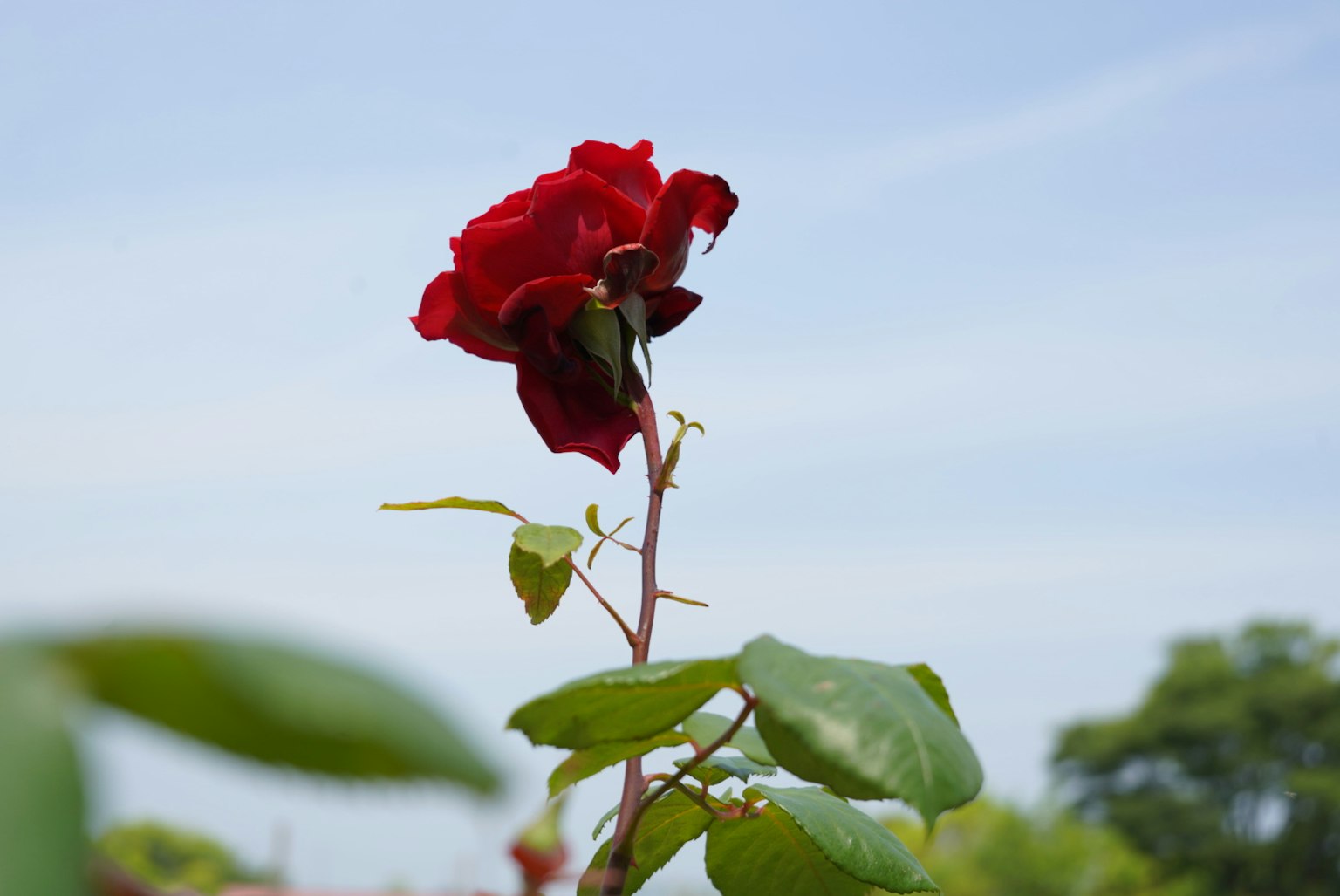 Fiore di rosa rossa vibrante con foglie verdi contro un cielo sereno