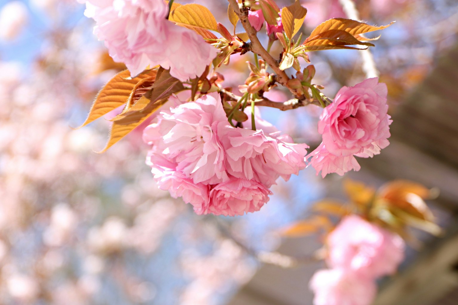 กิ่งไม้สวยงามที่มีดอกซากุระบาน