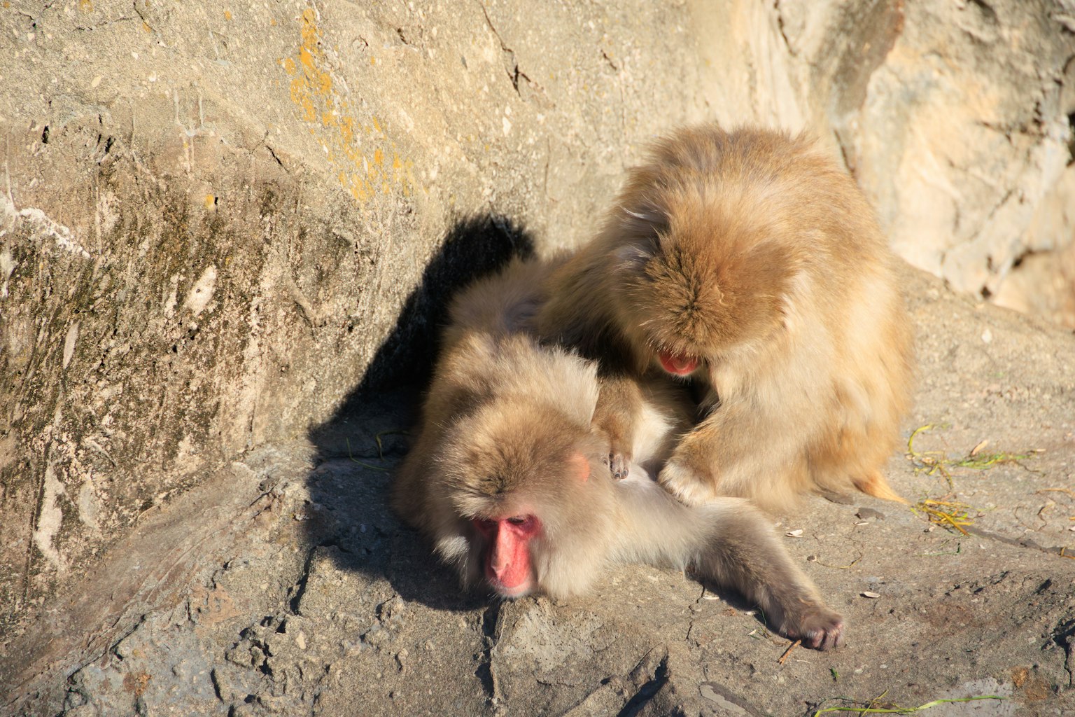 Deux singes interagissant sur une surface rocheuse