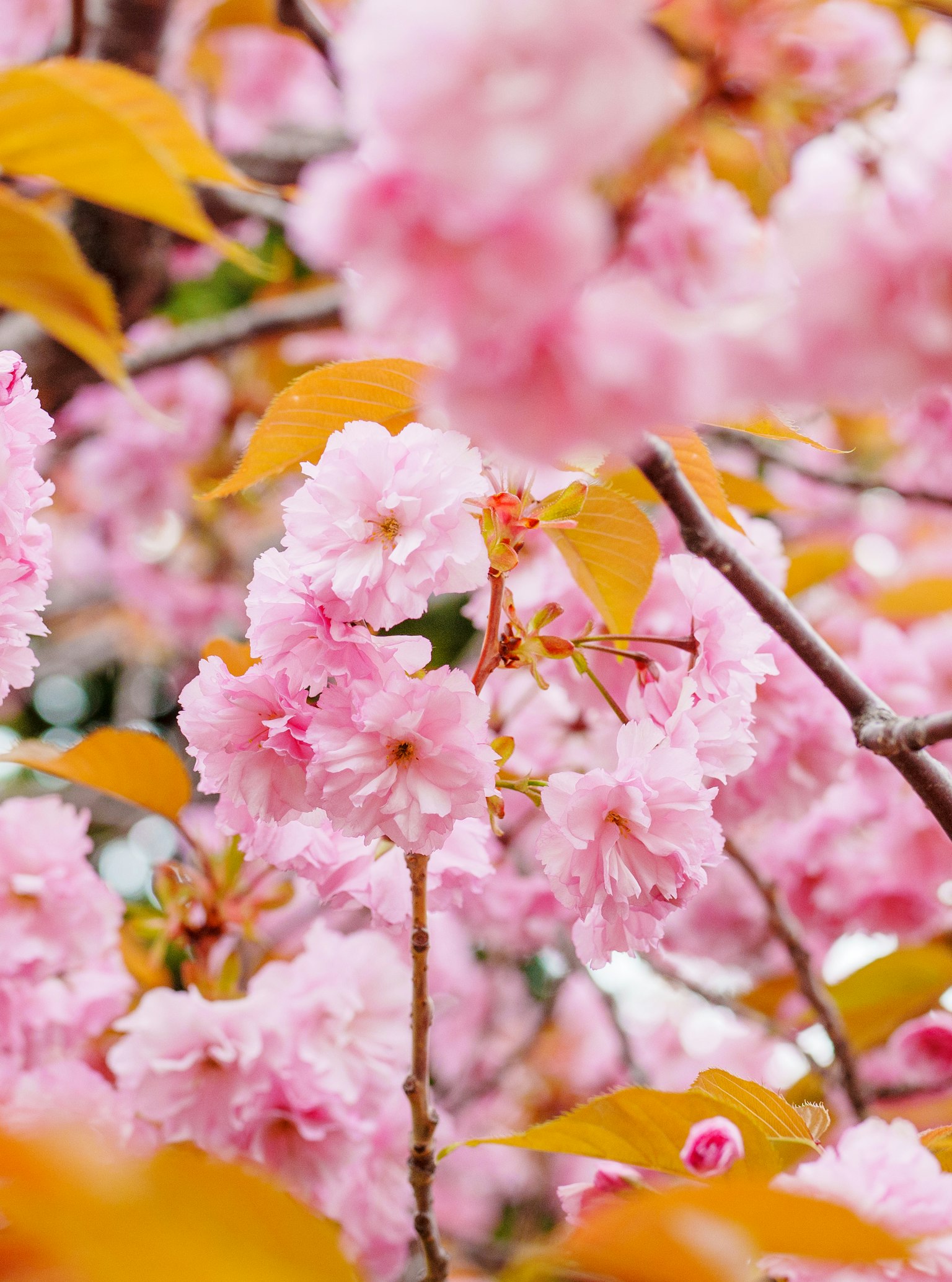 Bunga sakura mekar dengan bunga merah muda lembut dan daun oranye