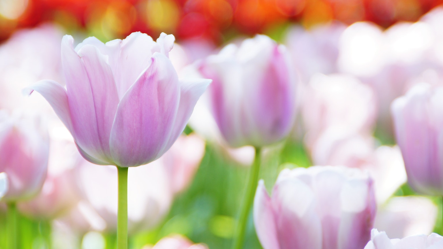 Close-up of soft pink tulips blooming in a flower garden