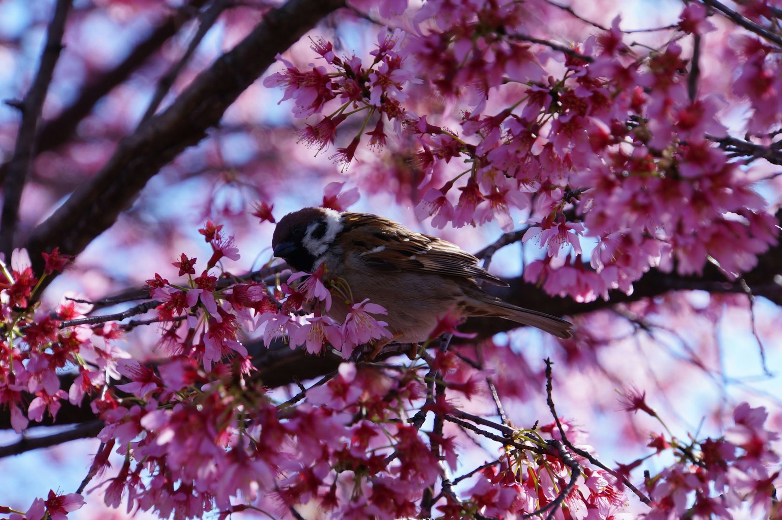 Une image vibrante d'un petit oiseau parmi des cerisiers en fleurs