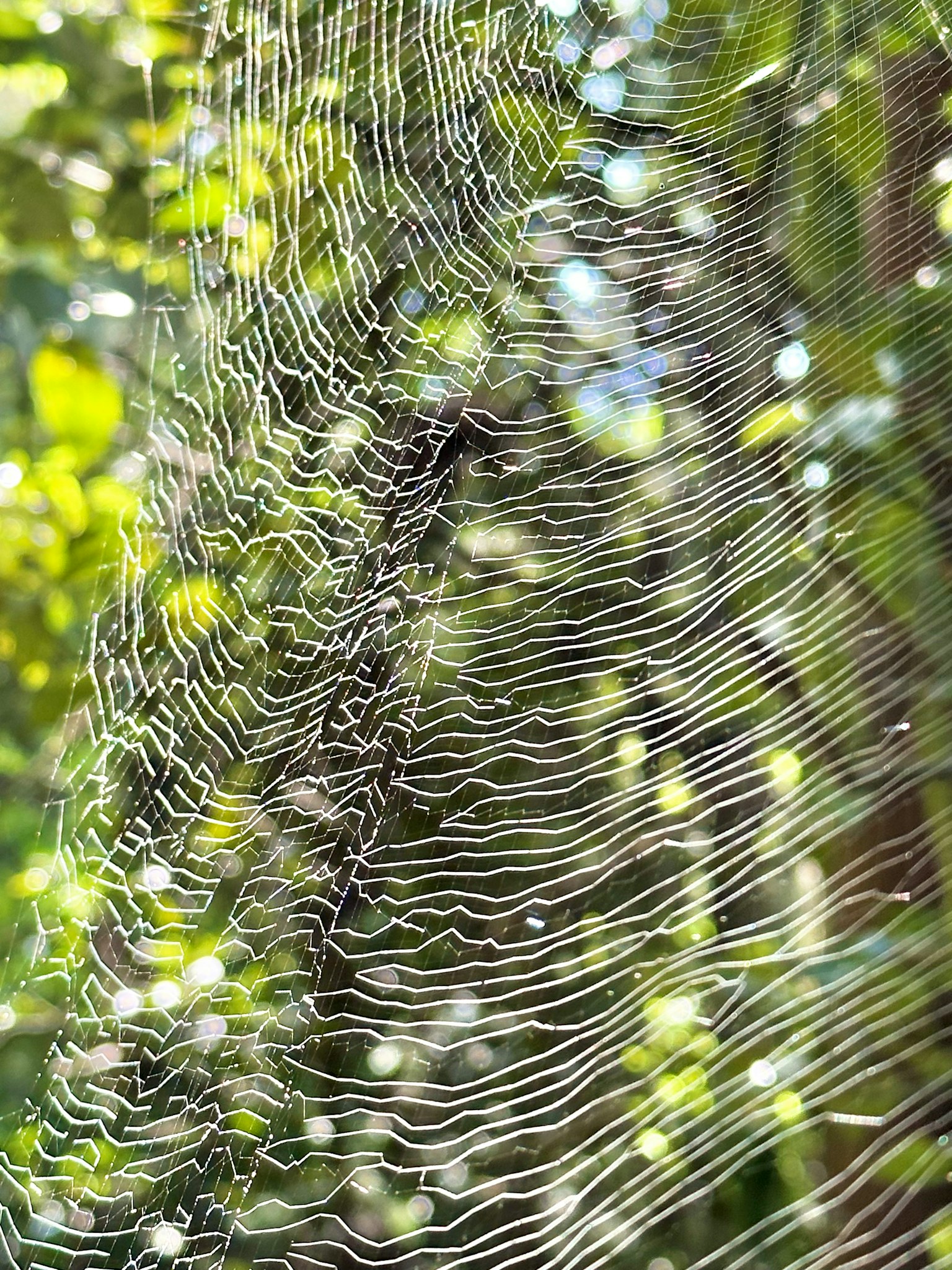 Telaraña delicada brillando contra un fondo verde