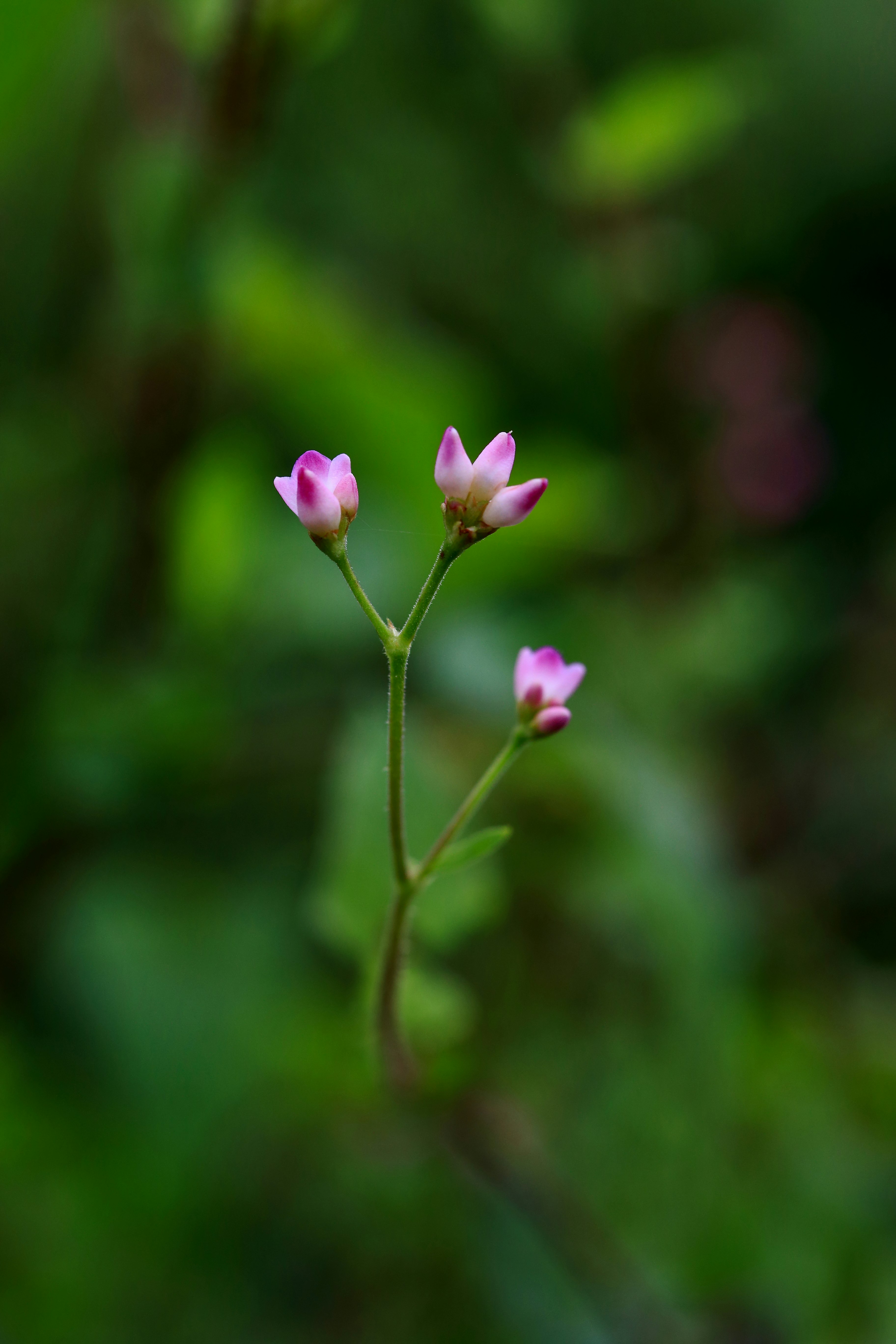 緑の背景に咲く小さなピンクの花のマクロ