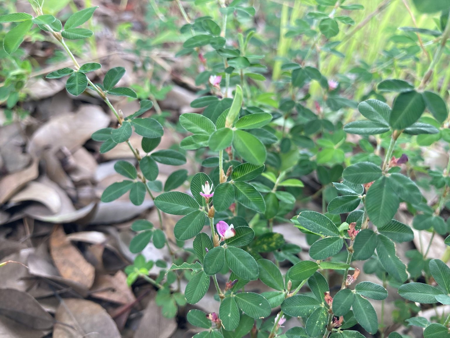 Primo piano di una pianta con foglie verdi e piccoli fiori viola