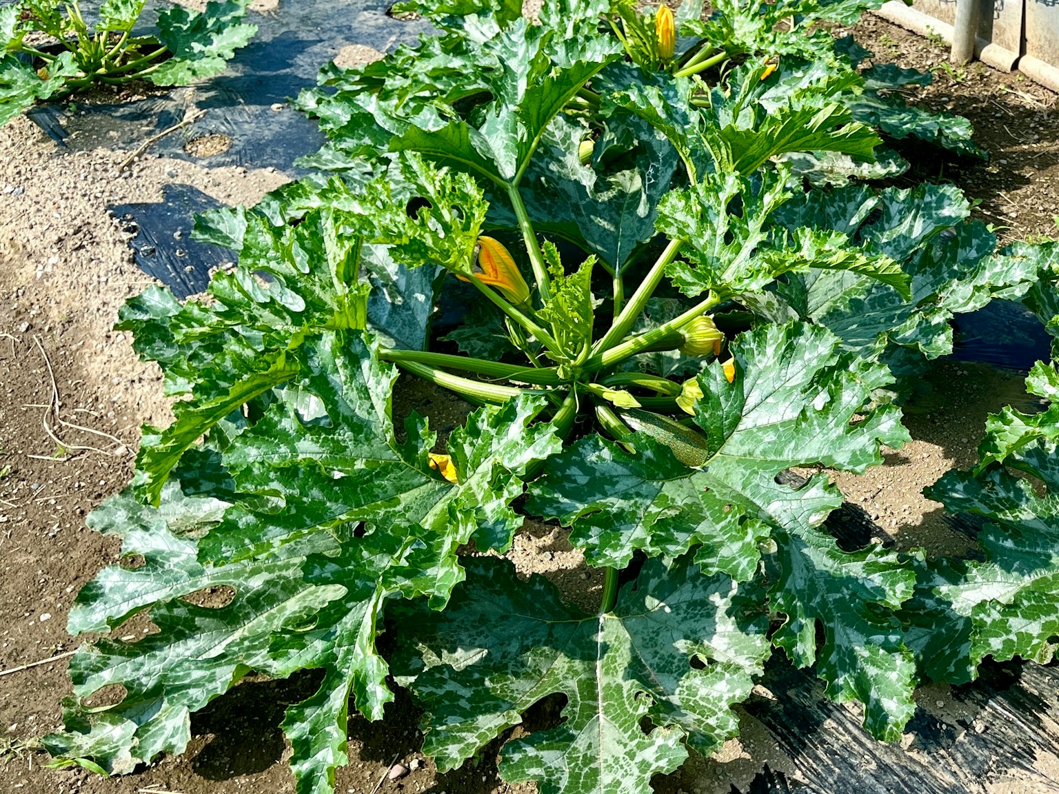 Pianta di zucchine con grandi foglie verdi e fiori gialli