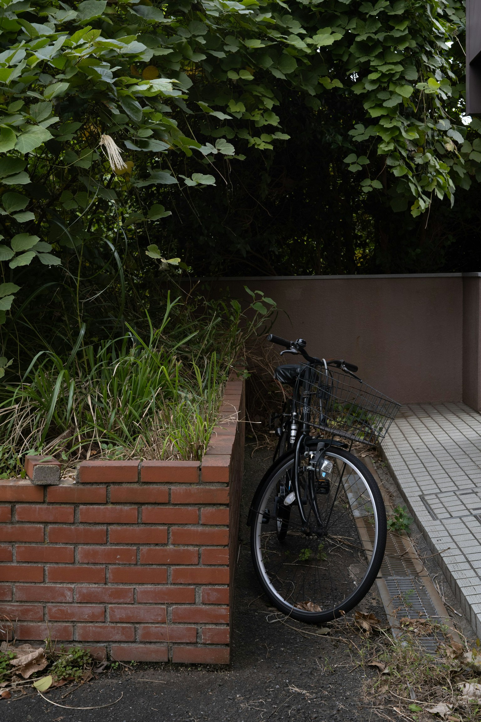 A bicycle parked beside a lush green hedge