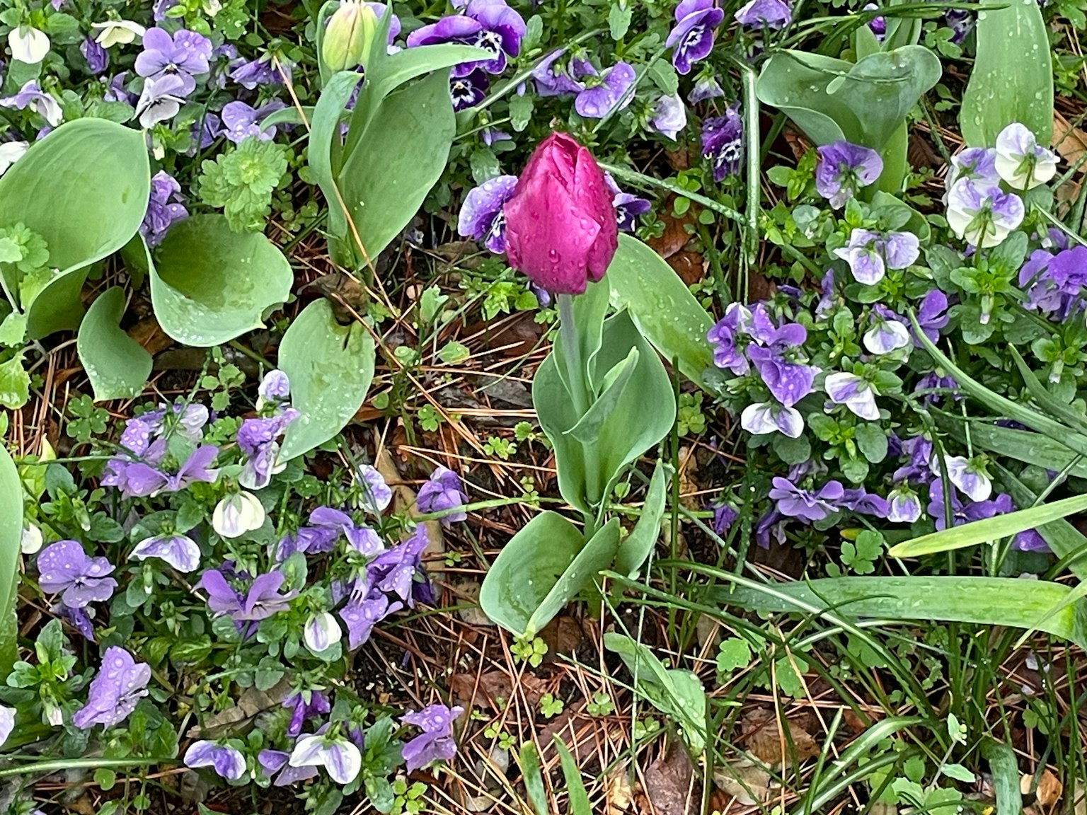 Tulipano rosa circondato da fiori viola in un'area erbosa