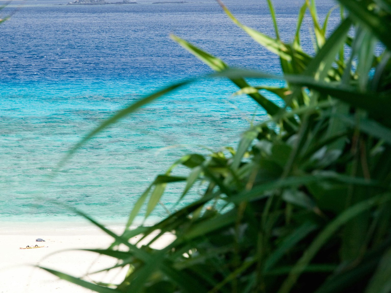 Erba verde che incornicia un oceano blu e una spiaggia di sabbia bianca