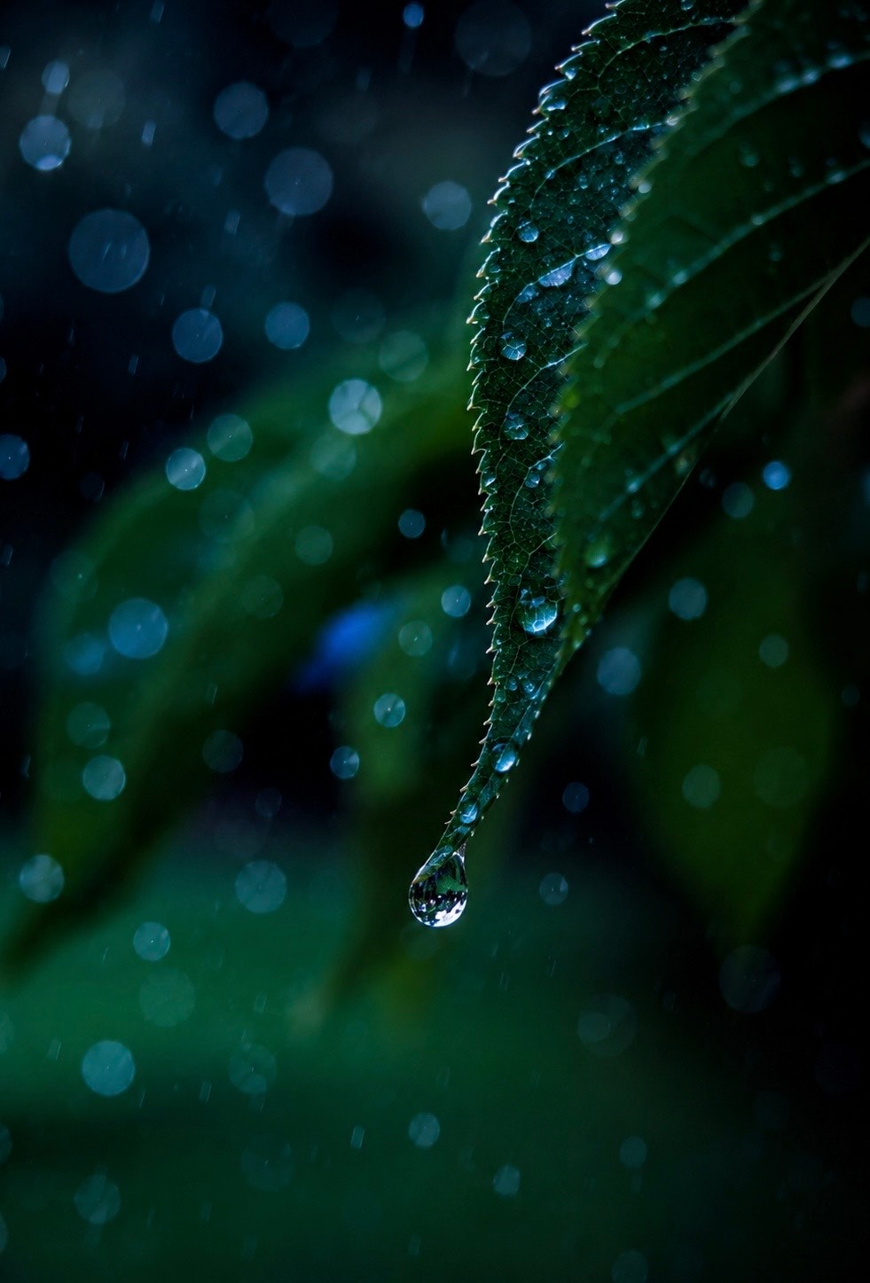 gros plan de gouttes d’eau sur une feuille après la pluie