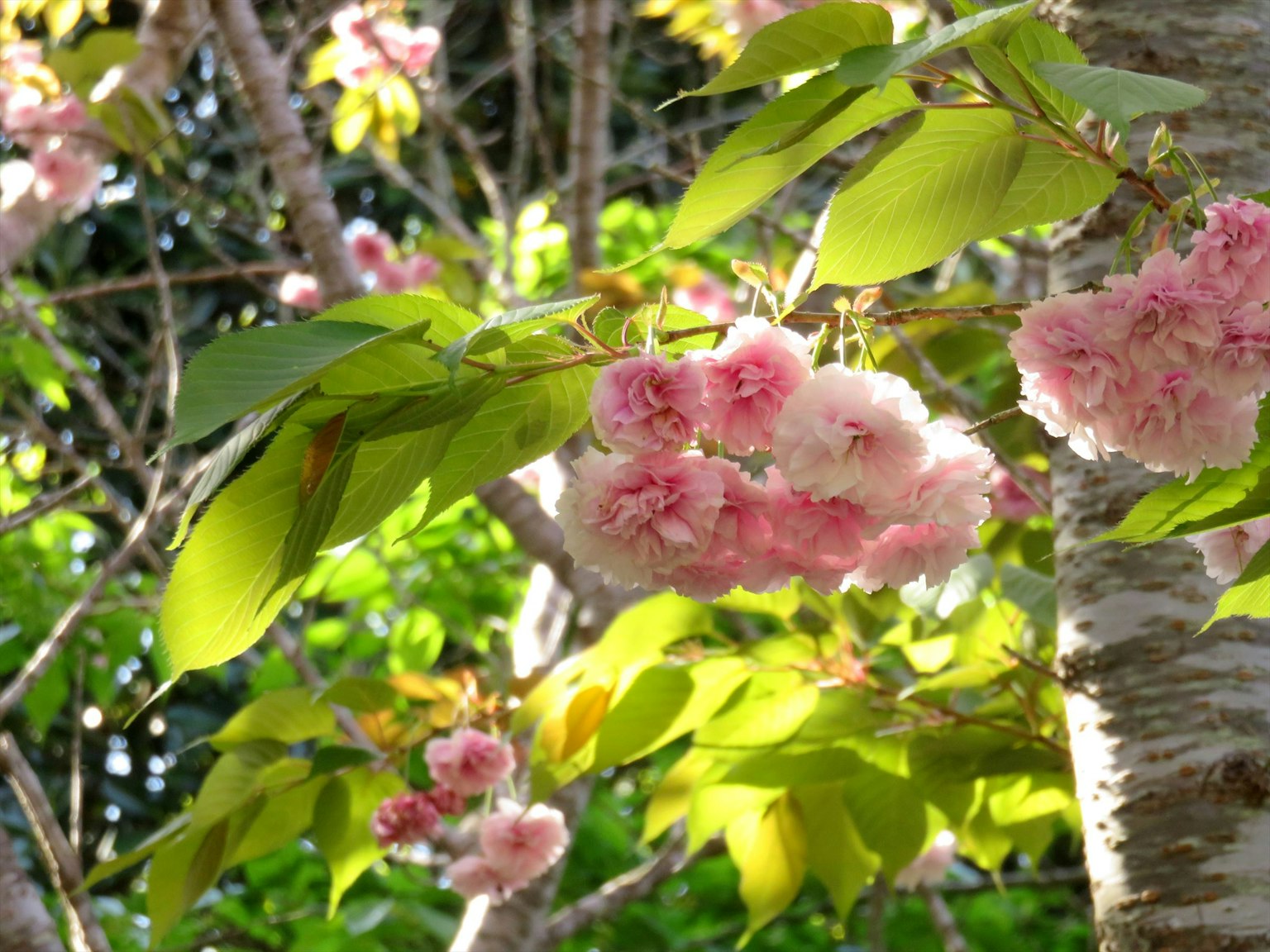 Nahaufnahme von Baumzweigen mit Gruppen von hellrosa Blüten und grünen Blättern