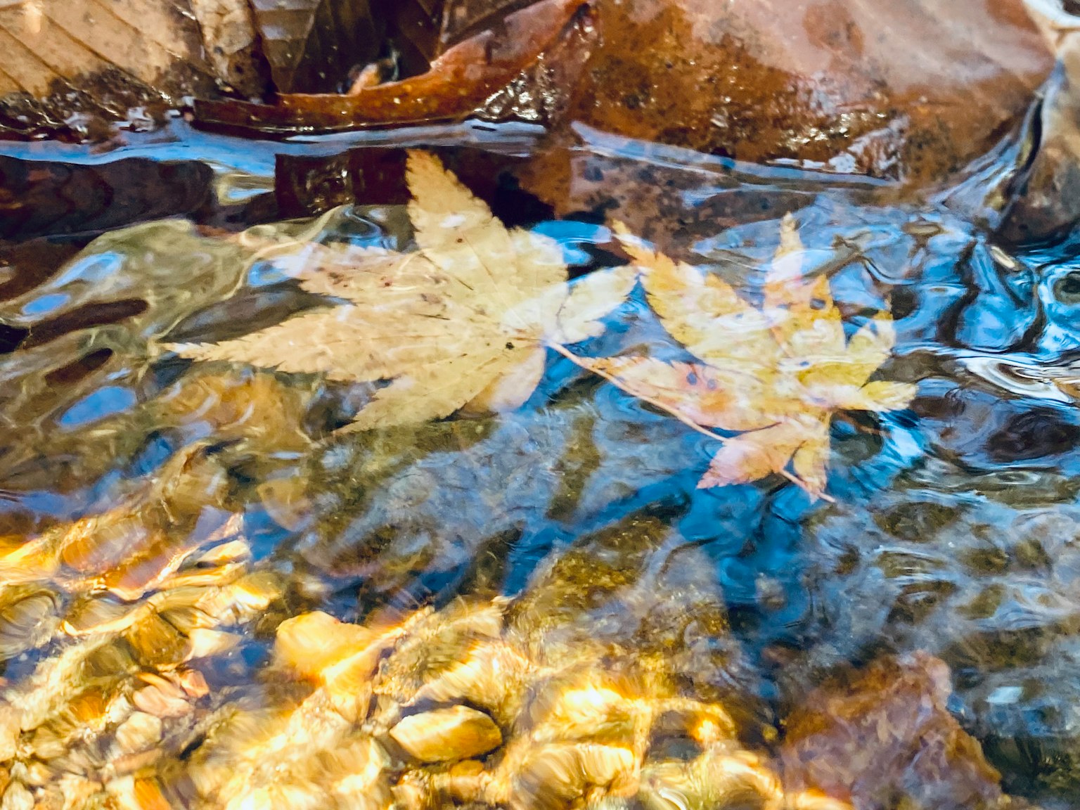 Foglie secche che galleggiano sulla superficie dell'acqua con sassi