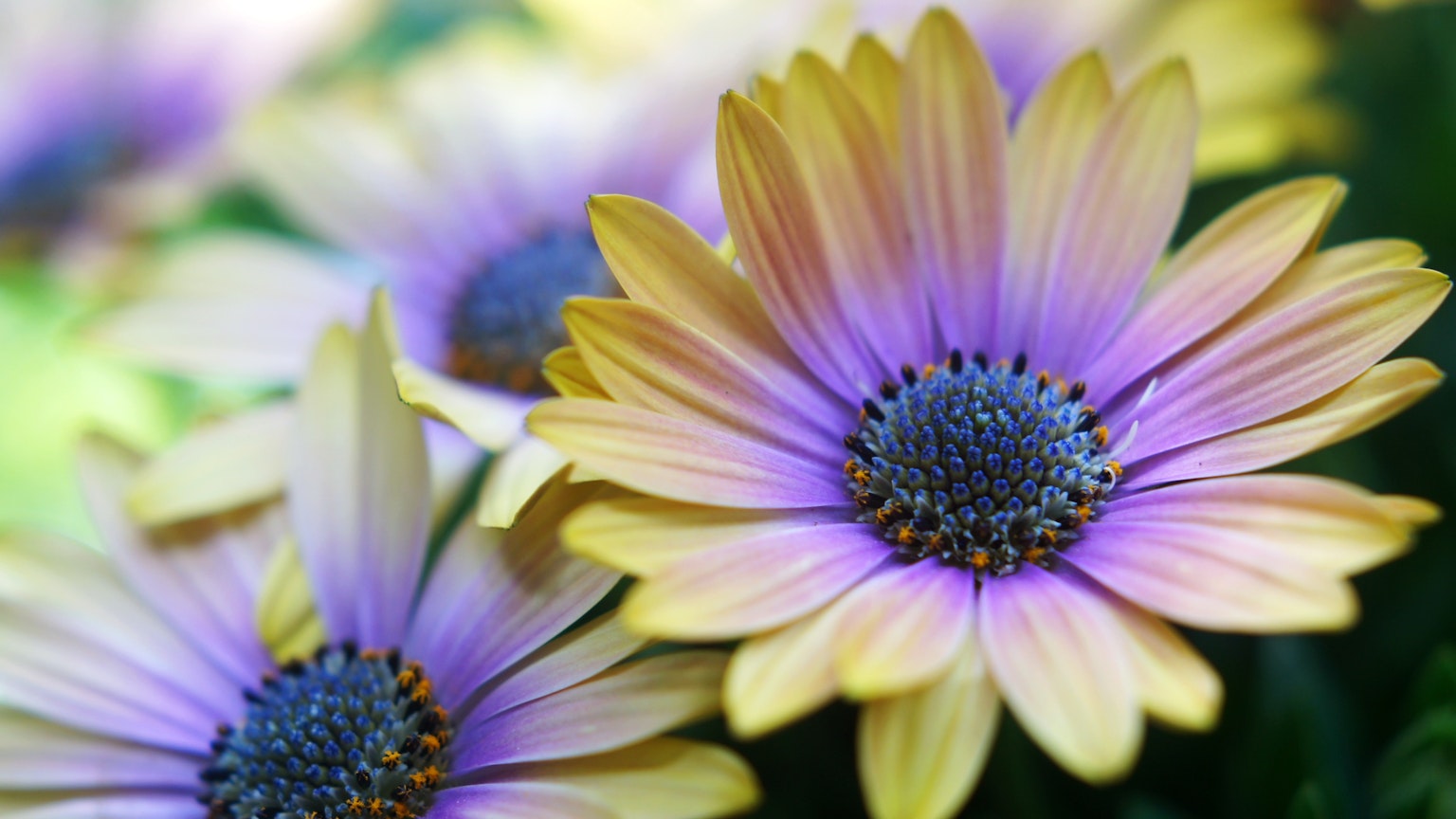 Close-up of beautiful flowers with purple and yellow petals