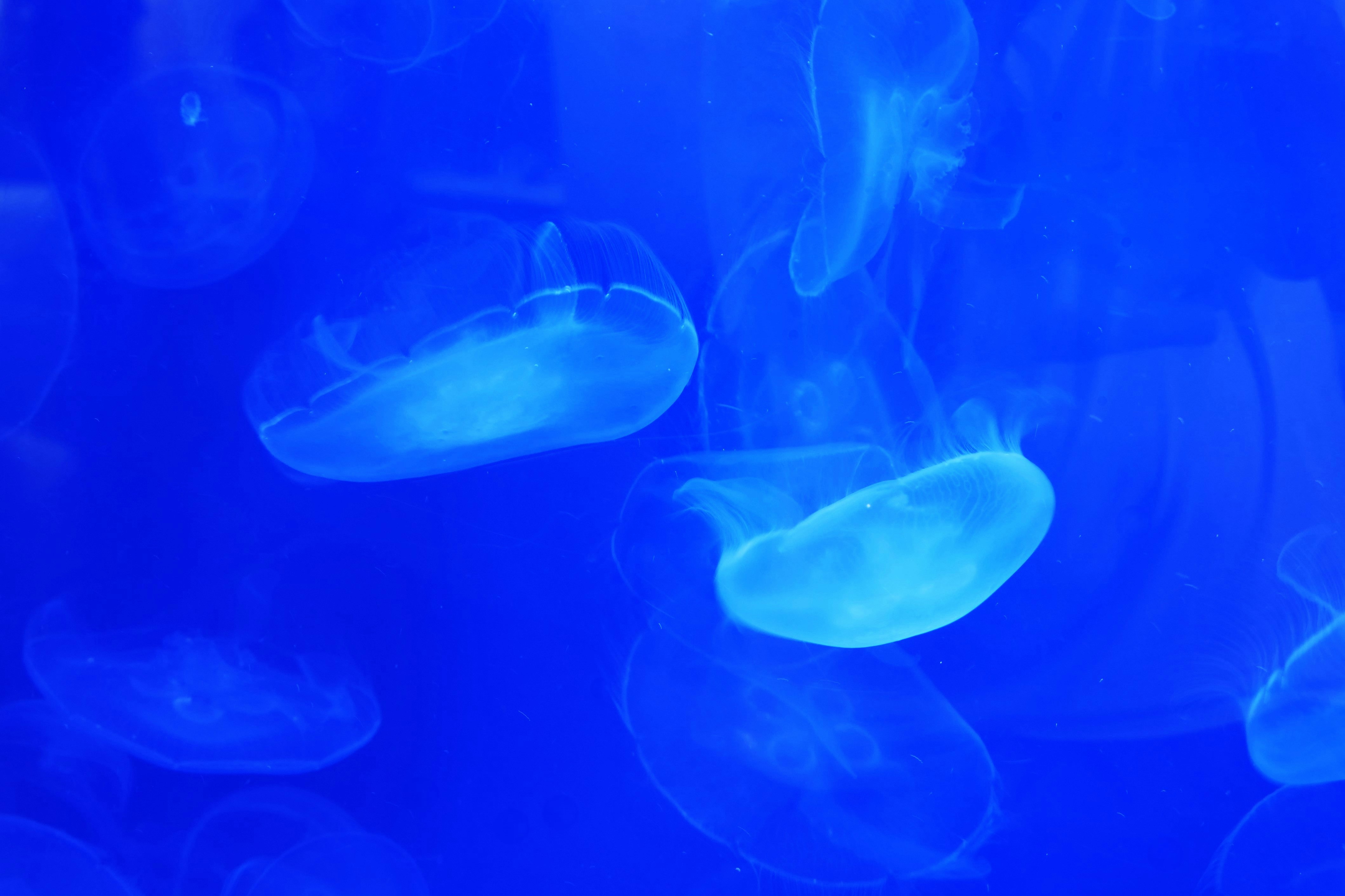 青く幻想的に漂うクラゲの水槽