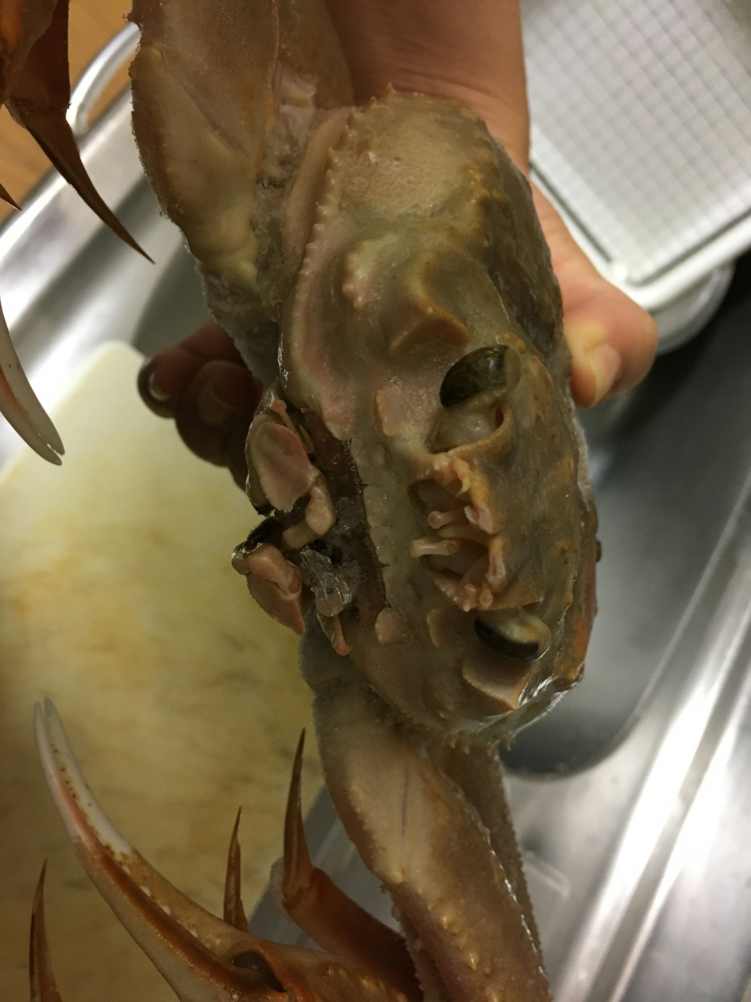 Close-up of a large crab's face held in hand