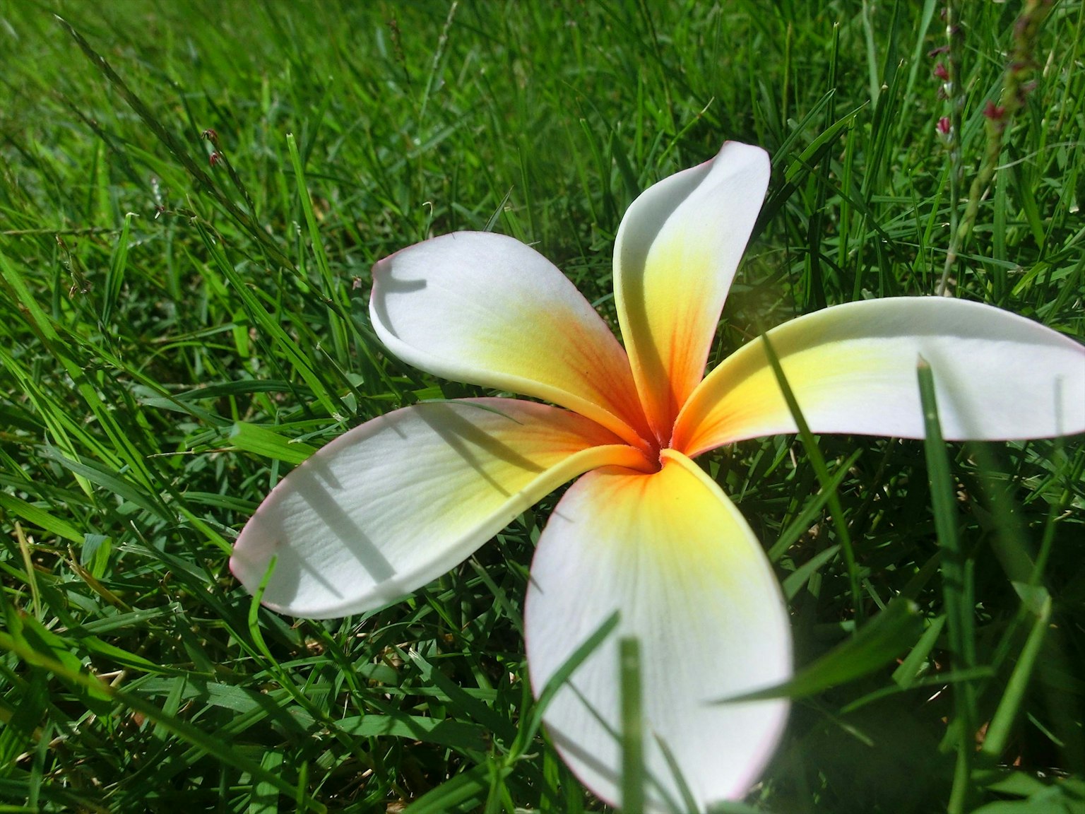 Plumeria-Blume auf grünem Gras