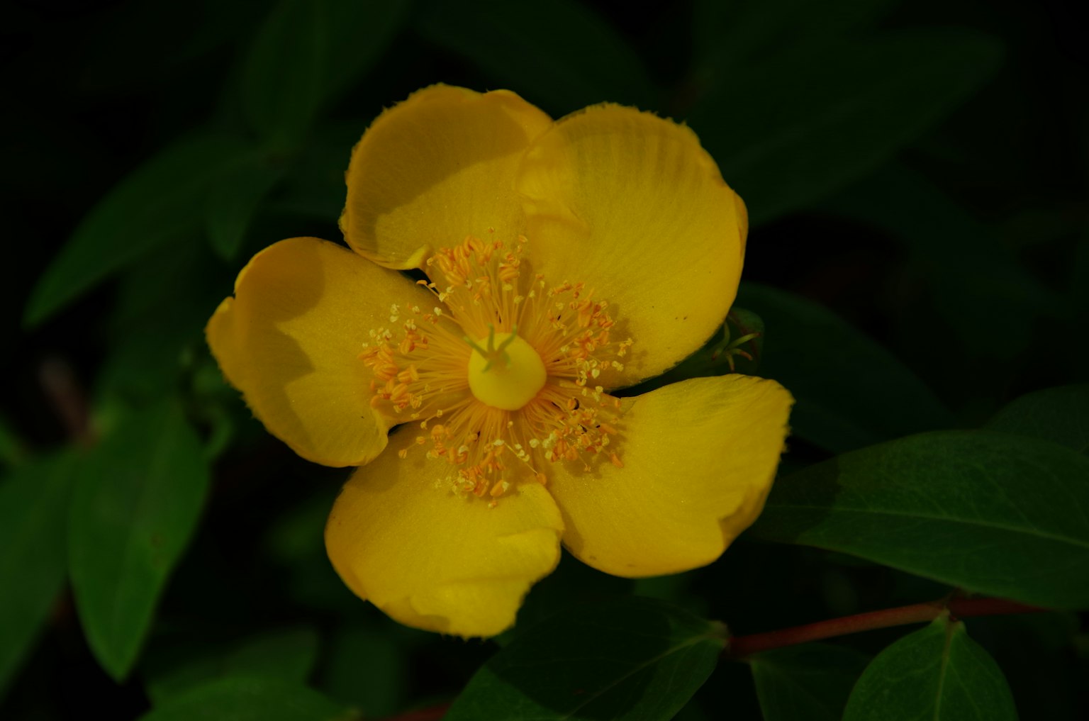 Un bellissimo fiore giallo che sboccia tra le foglie verdi