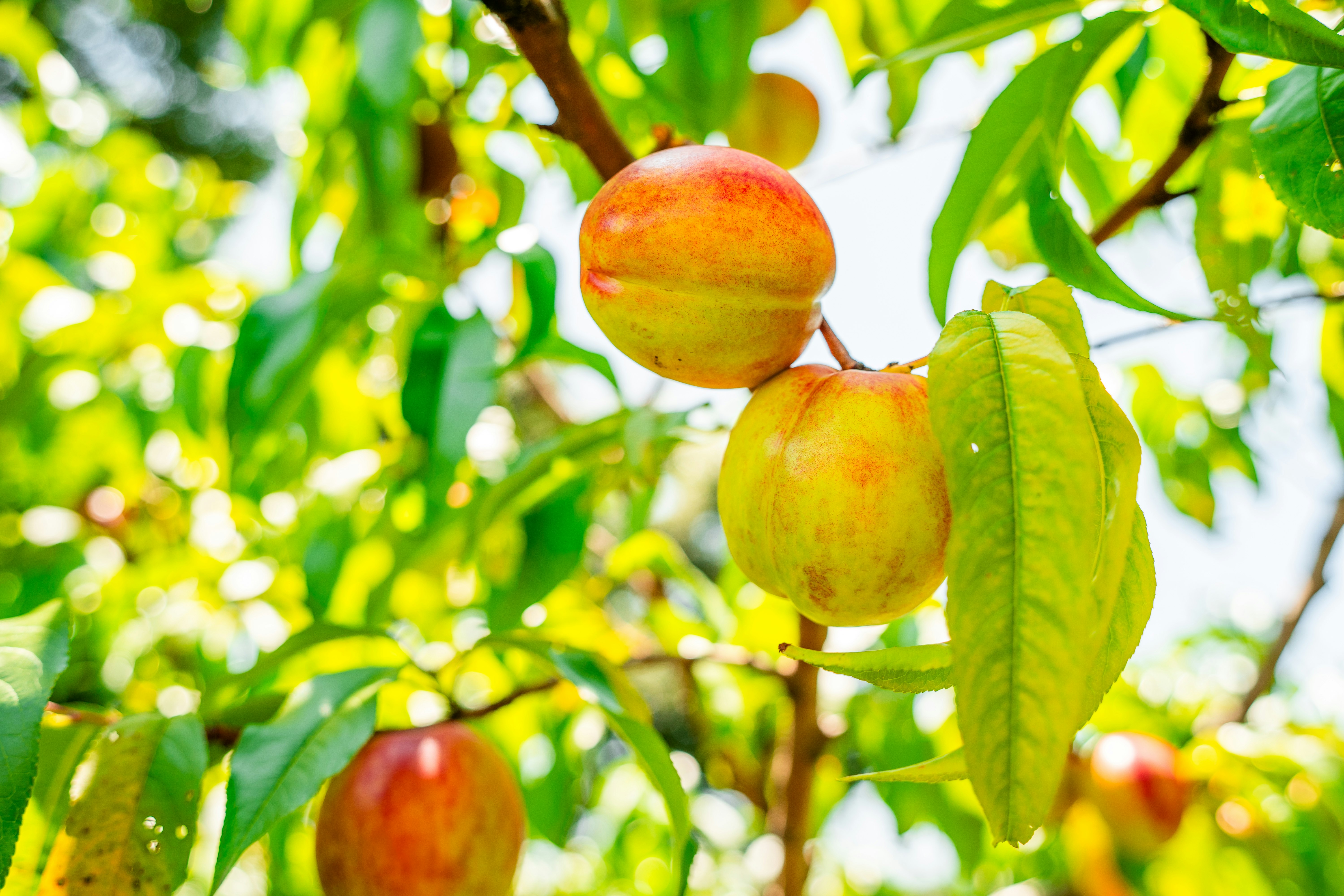 fruits rouges et jaunes sur une branche d’arbre