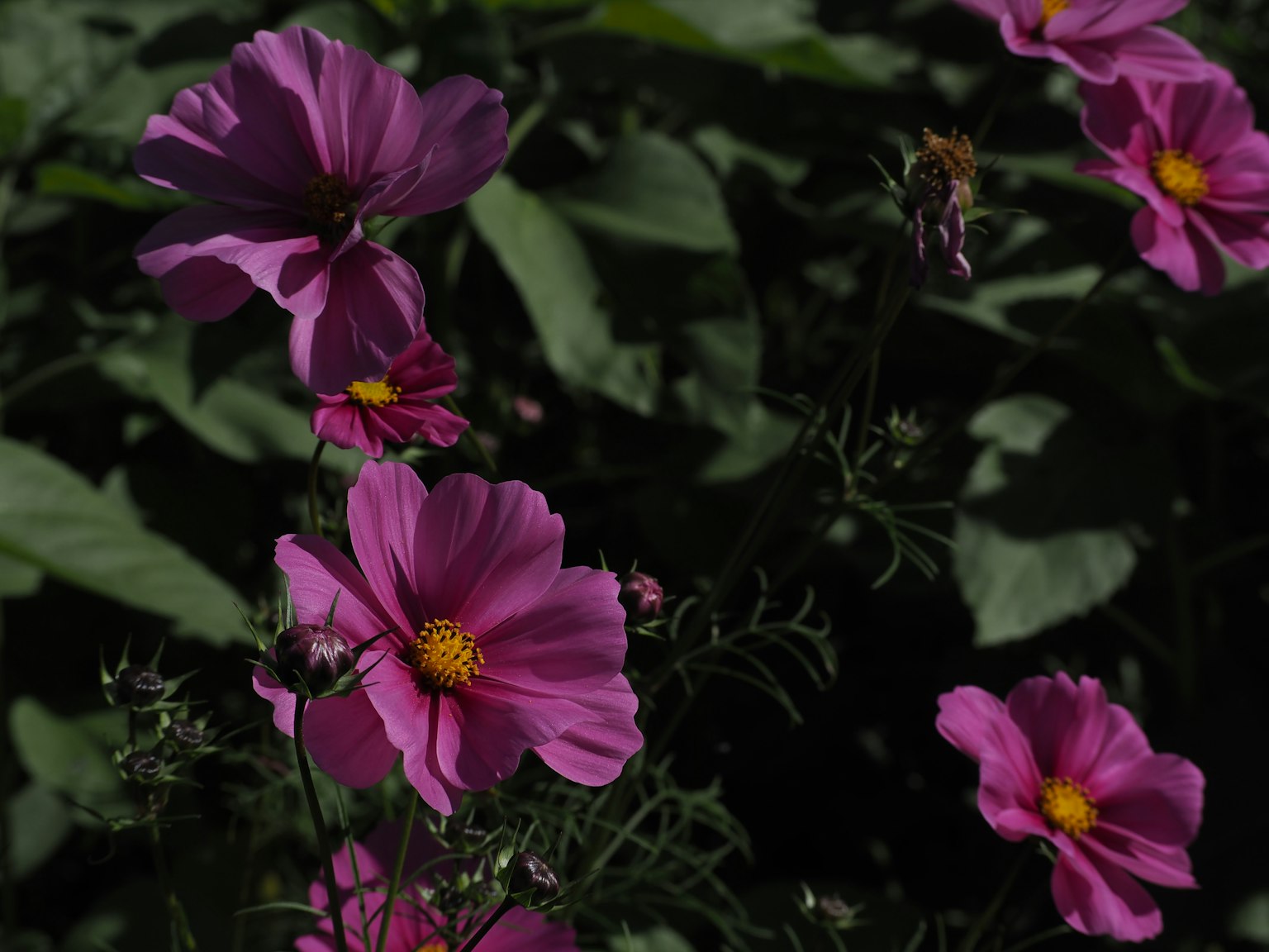 Fleurs roses fleurissant parmi des feuilles vertes