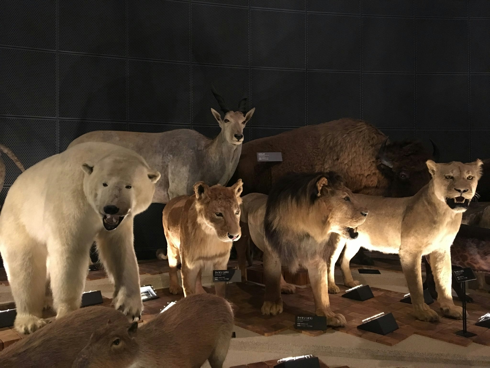 animals lined up inside display enclosures